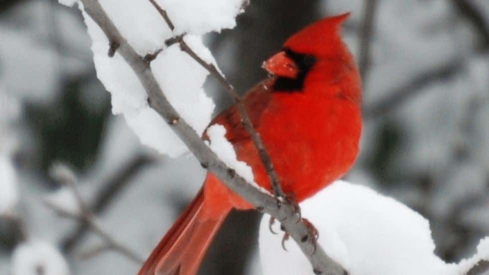 Cardinals Winter s Most Photogenic Birds Weather cardinals-winter-s-most-photogenic-birds-weather