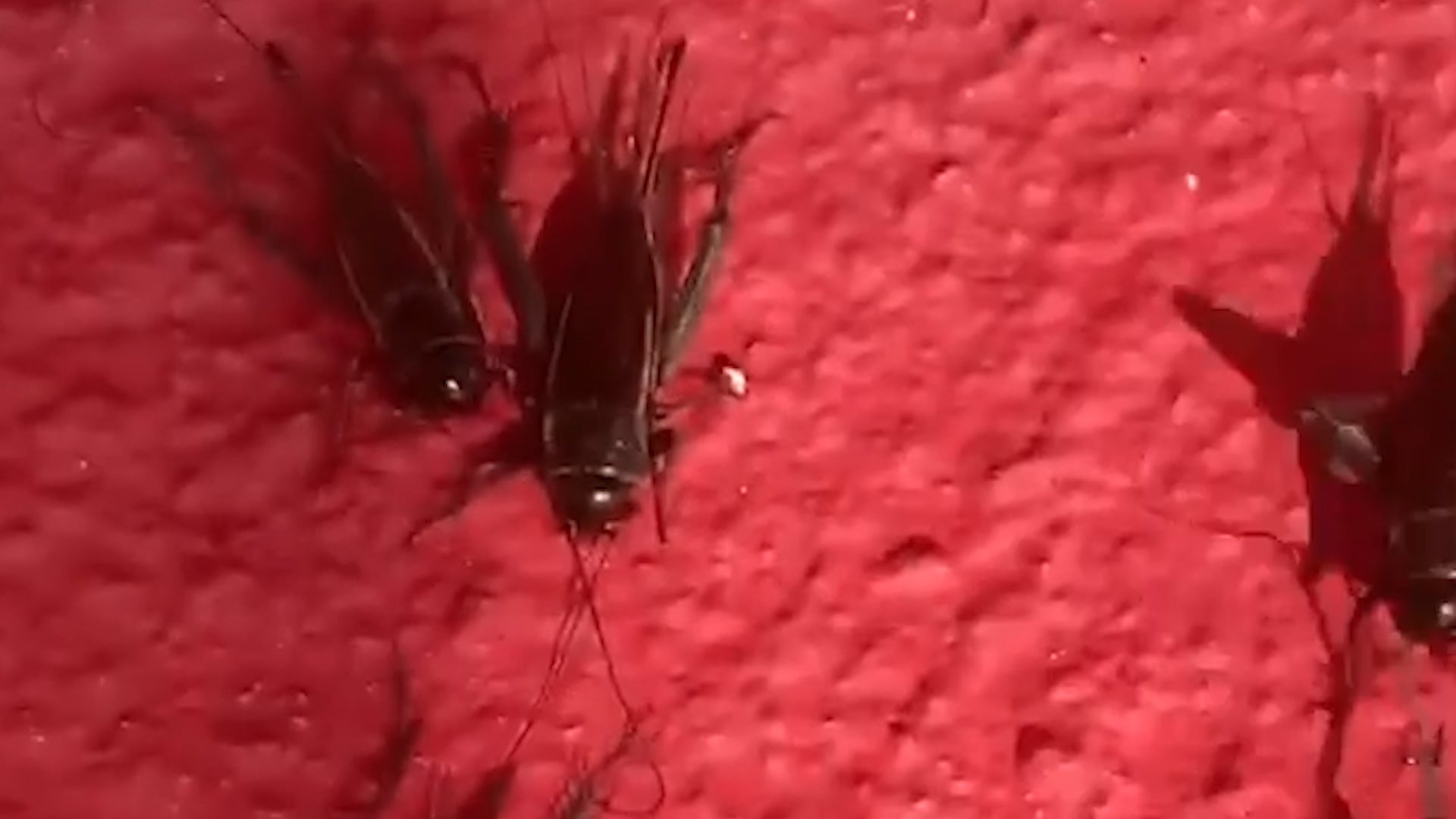 Crickets Invade San Antonio Videos from The Weather Channel
