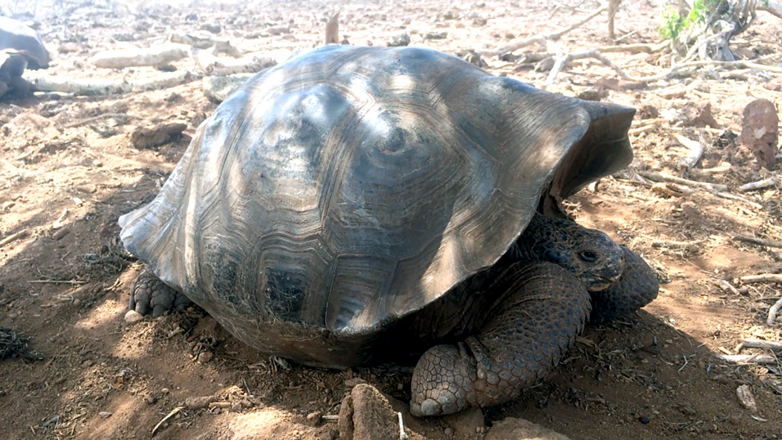 HANDOUT - 11.03.2022, Ecuador, San Crist&oacute;bal: Eine m&auml;nnliche Riesenschildkr&ouml;te wird bei einer Expedition im Jahre 2016 auf der Insel San Crist&oacute;bal gesichtet. Forscher haben auf den Gal&aacute;pagos-Inseln im Pazifik wohl eine bislang unbekannte Art von Riesenschildkr&ouml;ten identifiziert. (zu dpa "Neue Riesenschildkr&ouml;ten-Art auf Gal&aacute;pagos-Inseln identifiziert") Foto: James Gibbs/Gal&aacute;pagos Conservancy/dpa - ACHTUNG: Nur zur redaktionellen Verwendung im Zusammenhang mit der aktuellen Berichterstattung und nur mit vollst&auml;ndiger Nennung des vorstehenden Credits +++ dpa-Bildfunk +++