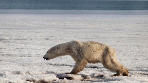 Auf Der Suche Nach Nahrung Spindeldurrer Eisbar Verirrt Sich Nach Russland Artikel Von The Weather Channel Weather Com