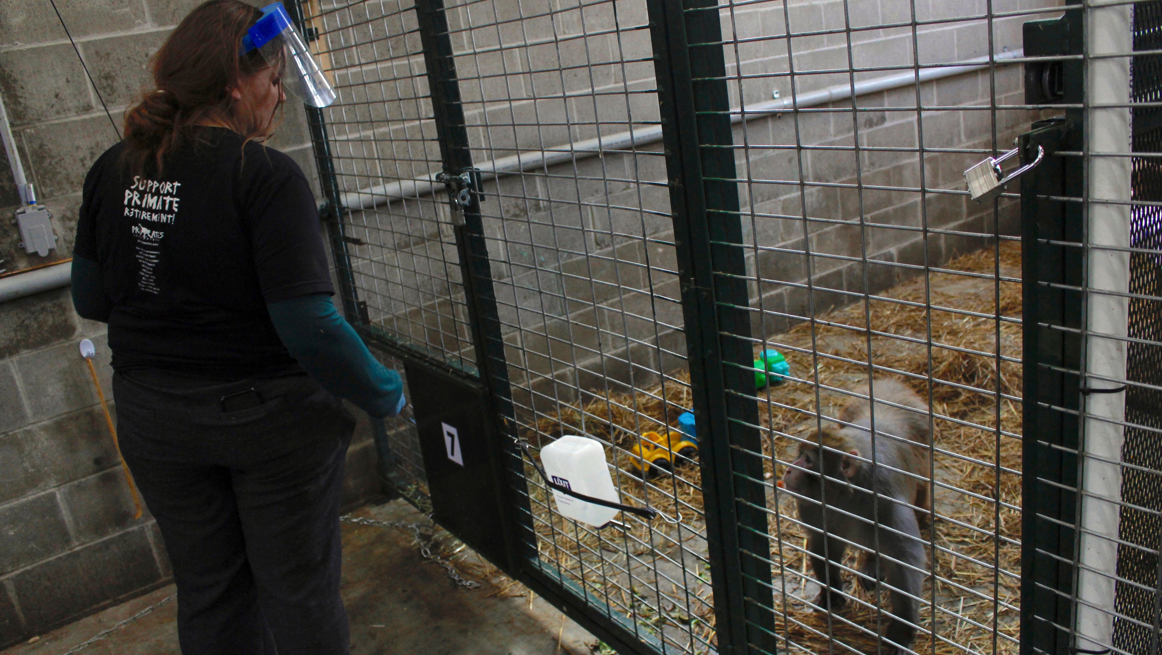 Amy Kerwin f&uuml;ttert &Auml;ffchen Mars im Schutzzentrum Primates Inc. im US-Staat Wisconsin