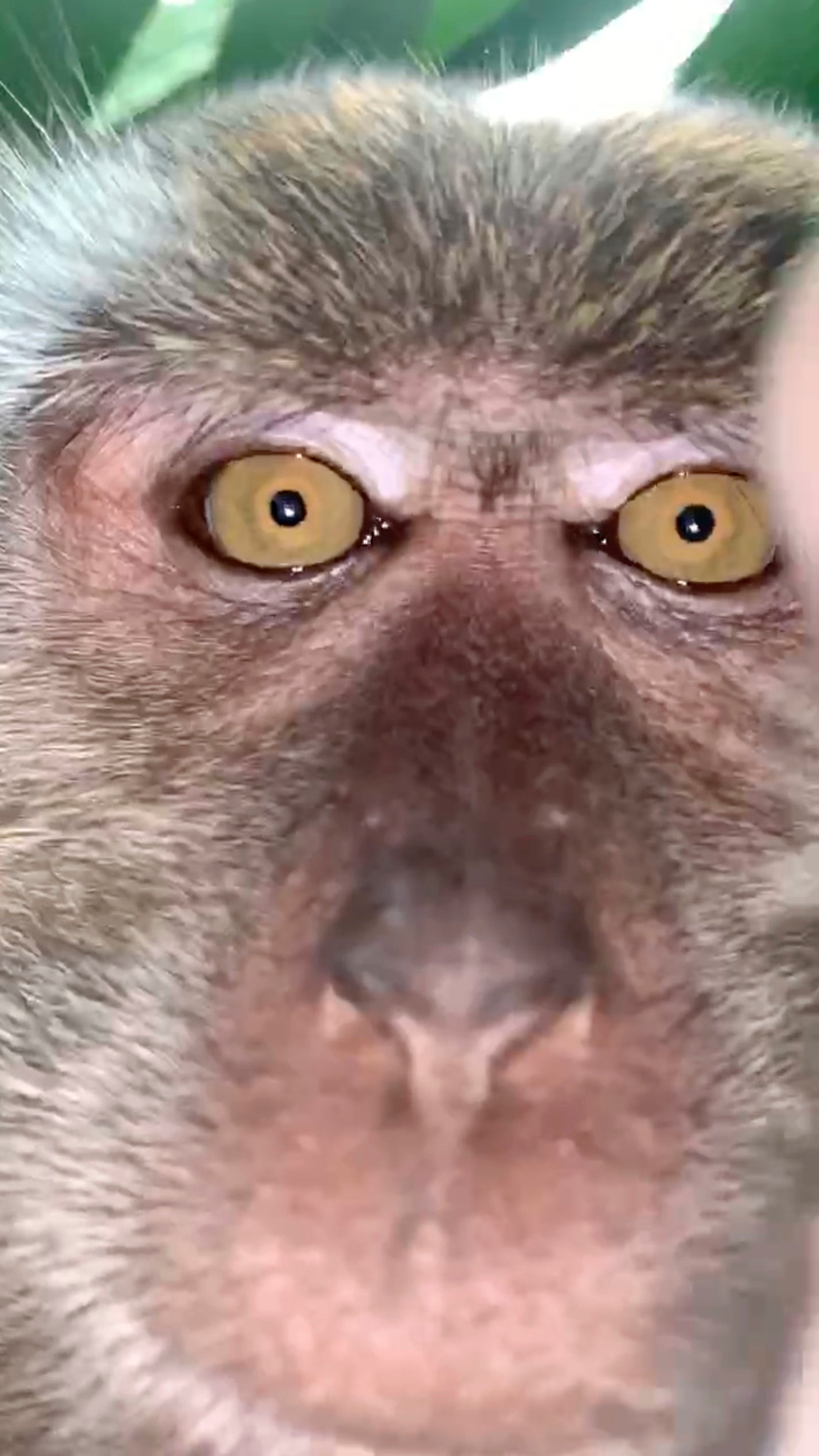 Affen hatten dem malaysischen Studenten das Handy w&auml;hrend er schlief gestohlen und mehrere Selfies gemacht.