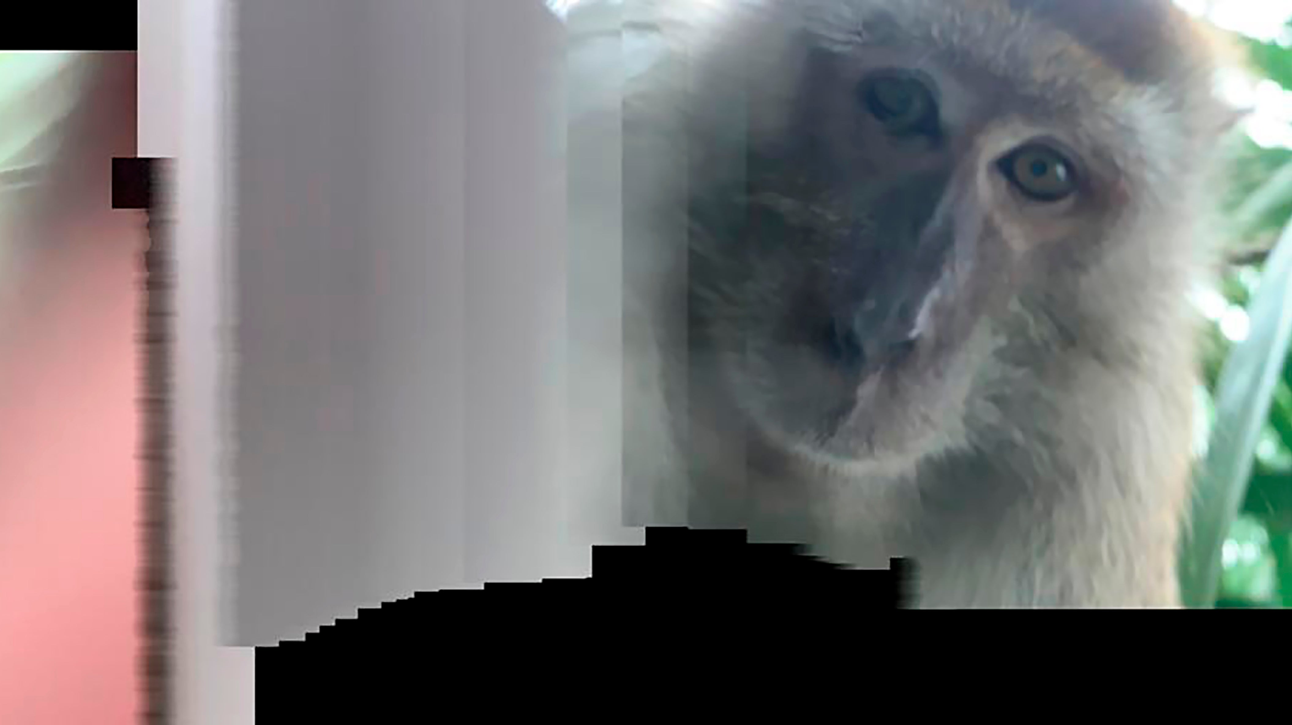  Das von Zackrydz Rodzi zur Verf&uuml;gung gestellte Foto zeigt einen Affen, der ein Selfie mit Rodzis Smartphone fotografiert hat.