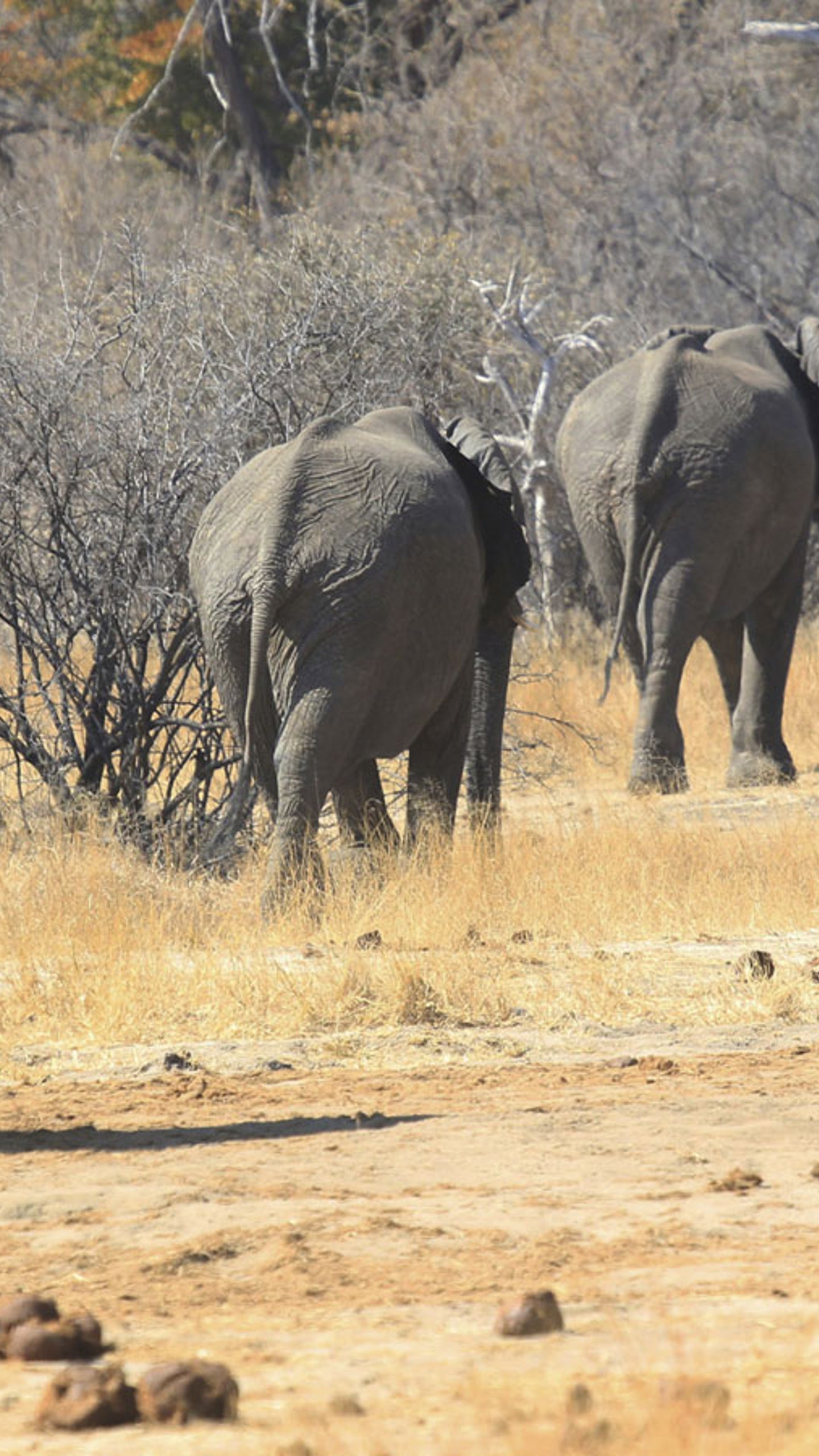 Wwf Warnt In Jahren Gibt Es Keine Afrikanischen Elefanten Mehr The Weather Channel Artikel Von The Weather Channel Weather Com
