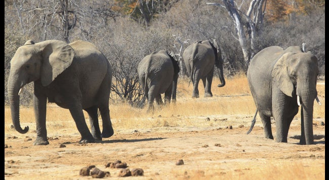 Wwf Warnt In Jahren Gibt Es Keine Afrikanischen Elefanten Mehr The Weather Channel Artikel Von The Weather Channel Weather Com