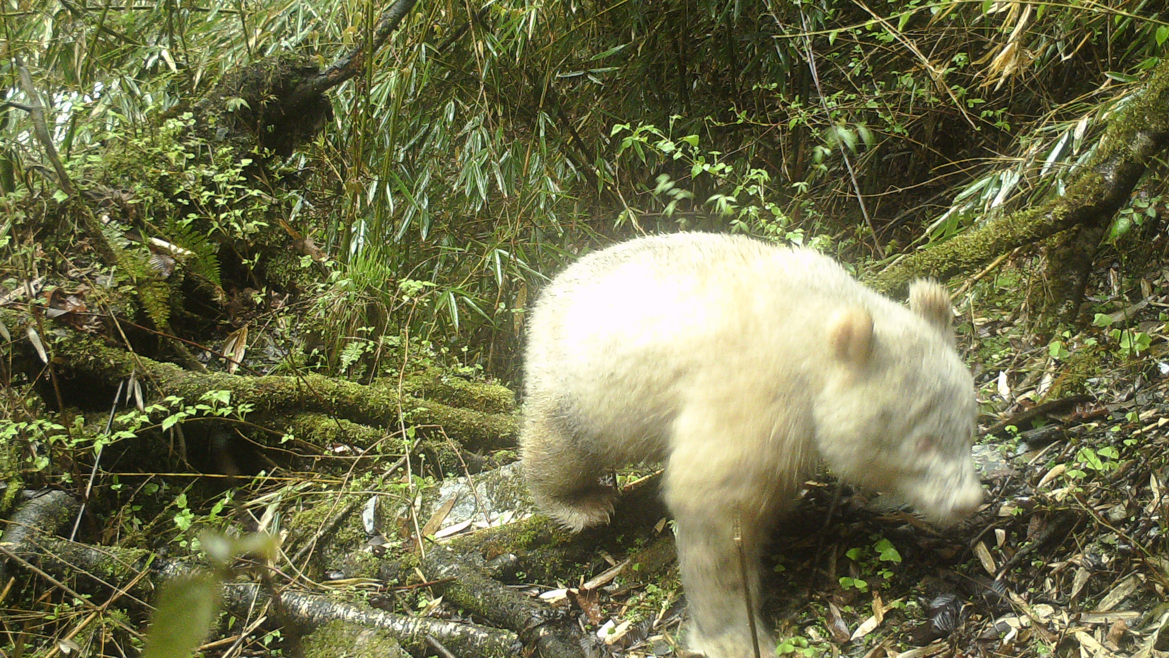 ARCHIV - 20.04.2019, China, Chengdu: Das Infrarotkamerabild, aufgenommen mit einer Fotofalle, zeigt einen Albino-Panda im Wolong National Nature Reserve in der s&uuml;dwestchinesischen Provinz Sichuan. (XinHua/dpa)