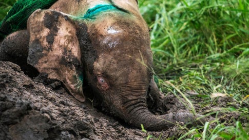 Baby Elefant Starb Fast In Drahtschlingen Falle Jetzt Erholt Er