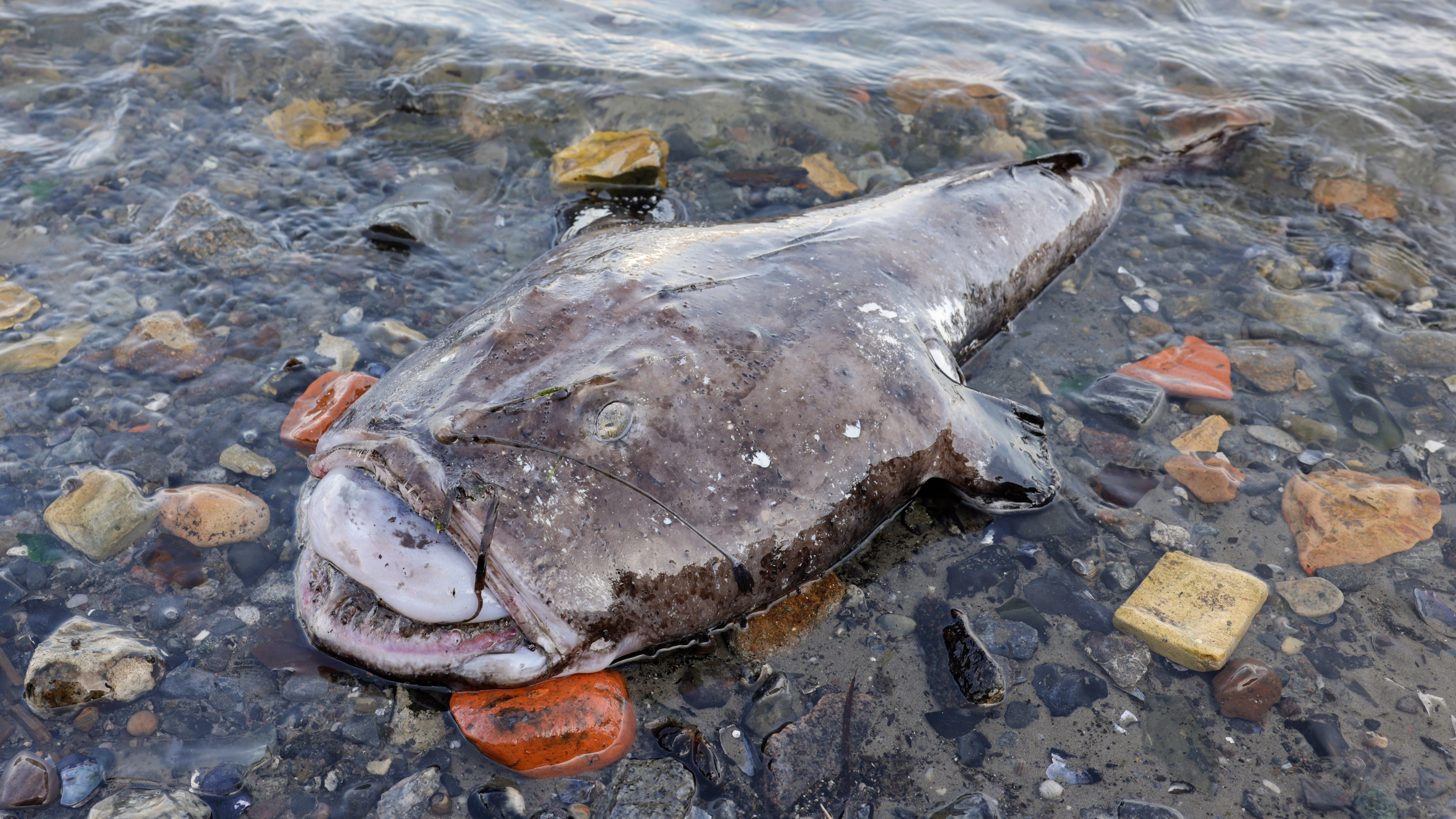 17.03.2023, Schleswig-Holstein, Kiel: Ein toter Seeteufel liegt am Ufer des Kieler Marinehafens. Der Anglerfisch lebt normalerweise im nord&ouml;stlichen Atlantik von der K&uuml;ste Marokkos bis nach Norwegen und der S&uuml;dk&uuml;ste Islands, aber auch bei den Azoren, im Mittelmeer, in der Adria, der &Auml;g&auml;is und im Schwarzen Meer. (Frank Molter/dpa)
