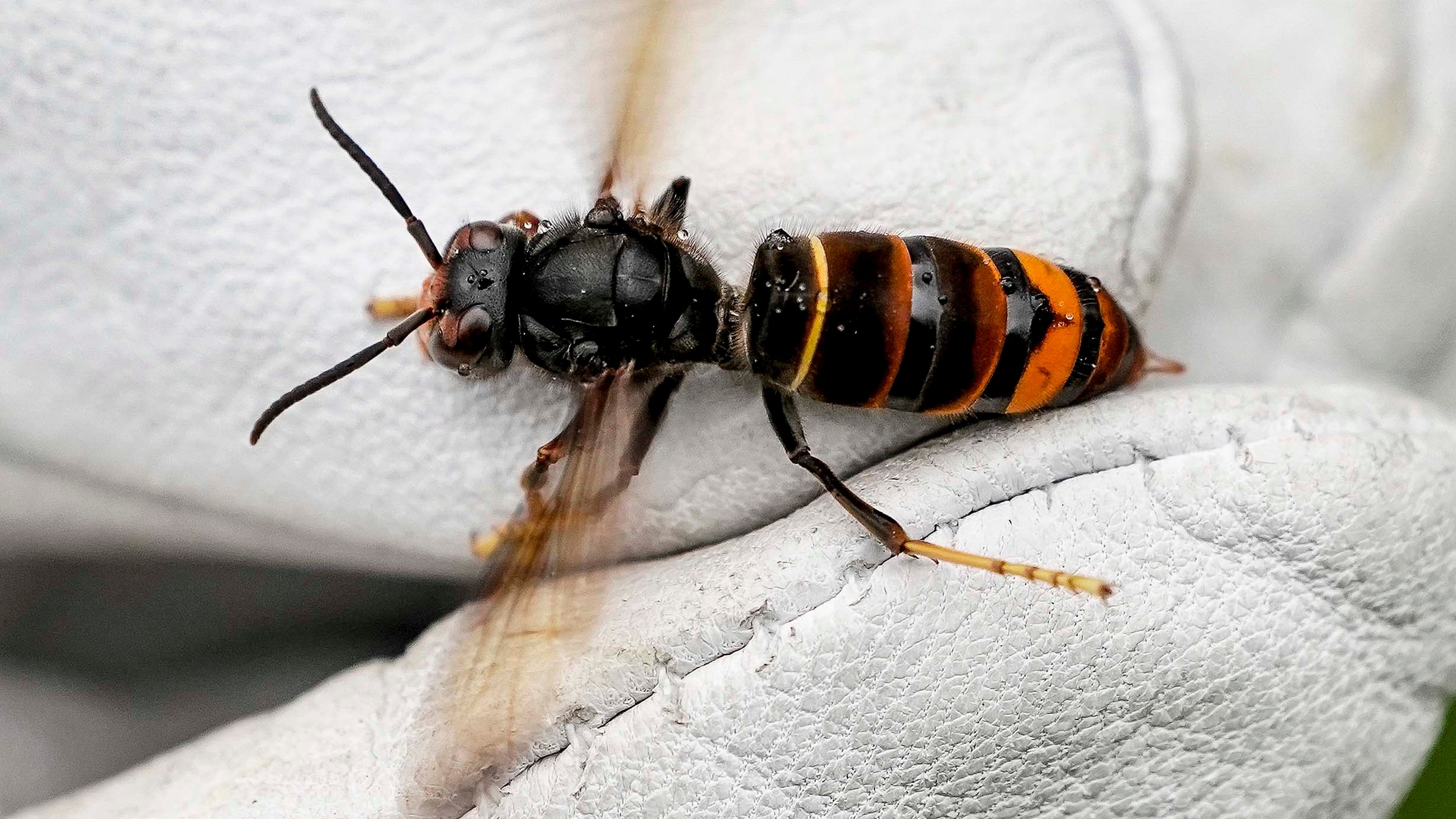 ARCHIV - 27.08.2021, Hamburg: Eine Asiatische Hornisse (Vespa velutina nigrithorax) wird von einem Biologen mit einem Handschuh festgehalten. Asiatische Hornissen machen den Imkern in Baden-W&uuml;rttemberg Kummer. Die eingeschleppte Hornissenart jagt gerne und belagert die Bienenst&ouml;cke. (zu dpa: &laquo;Asiatische Hornissen auf dem Vormarsch&raquo;) Foto: Axel Heimken/dpa +++ dpa-Bildfunk +++
