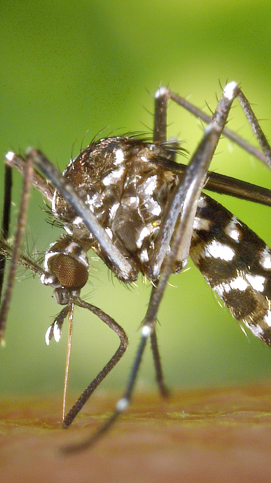 Ubertragung Durch Mucken West Nil Virus Ist Wieder In Deutschland The Weather Channel Artikel Von The Weather Channel Weather Com Ubertragung Durch Mucken West Nil Virus Ist Wieder In Deutschland The Weather Channel Artikel Von The Weather Channel Weather Com