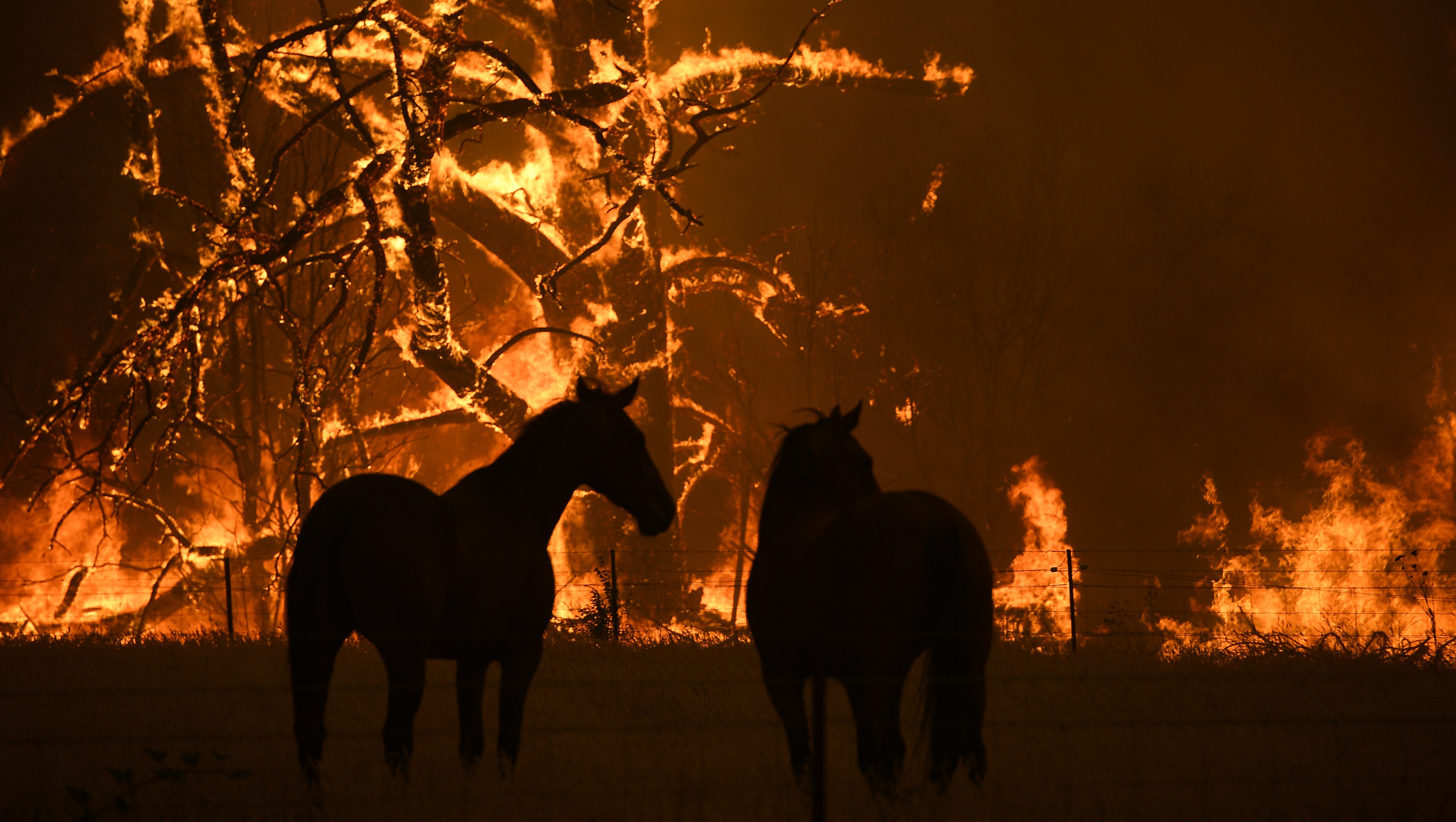 Zwei Pferde stehen auf ihrer Koppel, die vom Gosper Mountain-Feuer bedroht ist.