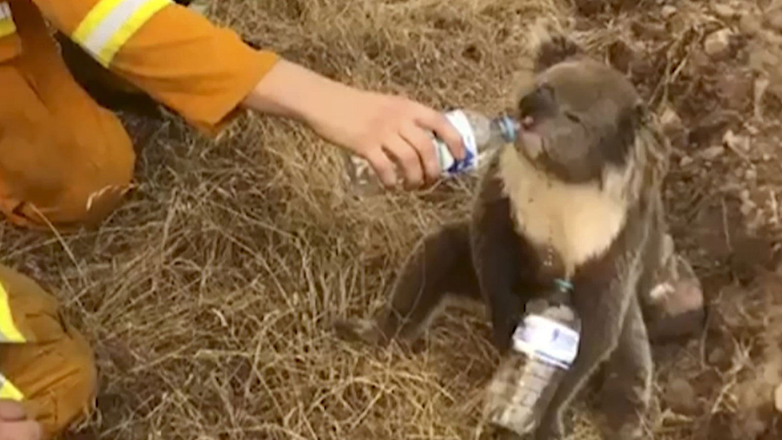 In this image made from video taken on Dec. 22, 2019, and provided by Oakbank Balhannah CFS, a koala drinks water from a bottle given by a firefighter in Cudlee Creek, South Australia. Around 200 wildfires were burning in four states, with New South Wales accounting for more than half of them, including 60 fires not contained. (Oakbank Balhannah CFS via AP)