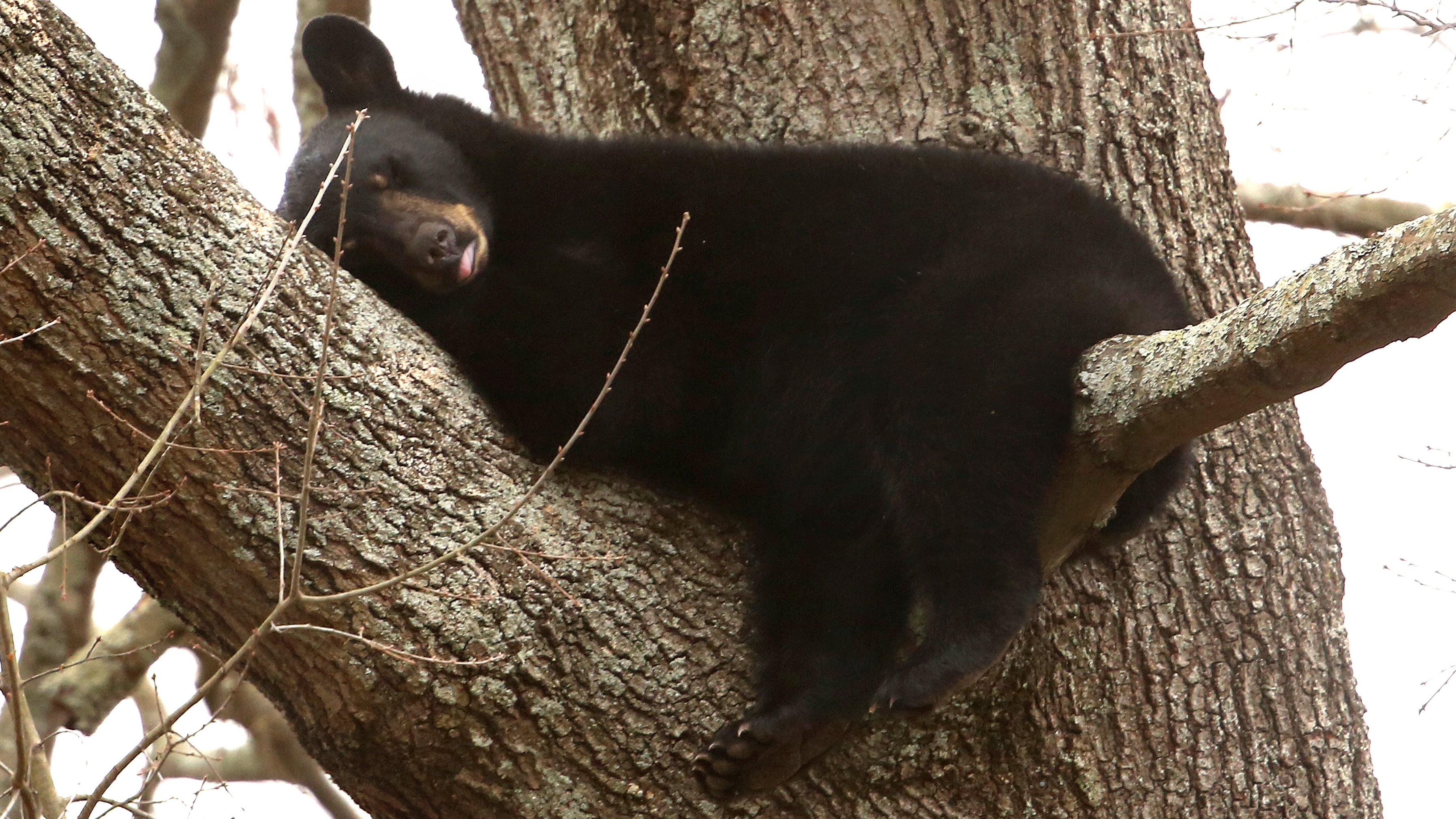 Im US-Bundesstaat Virginia: Eine B&auml;renmutter h&auml;lt ein Nickerchen auf einem Baum in einer Wohnsiedlung