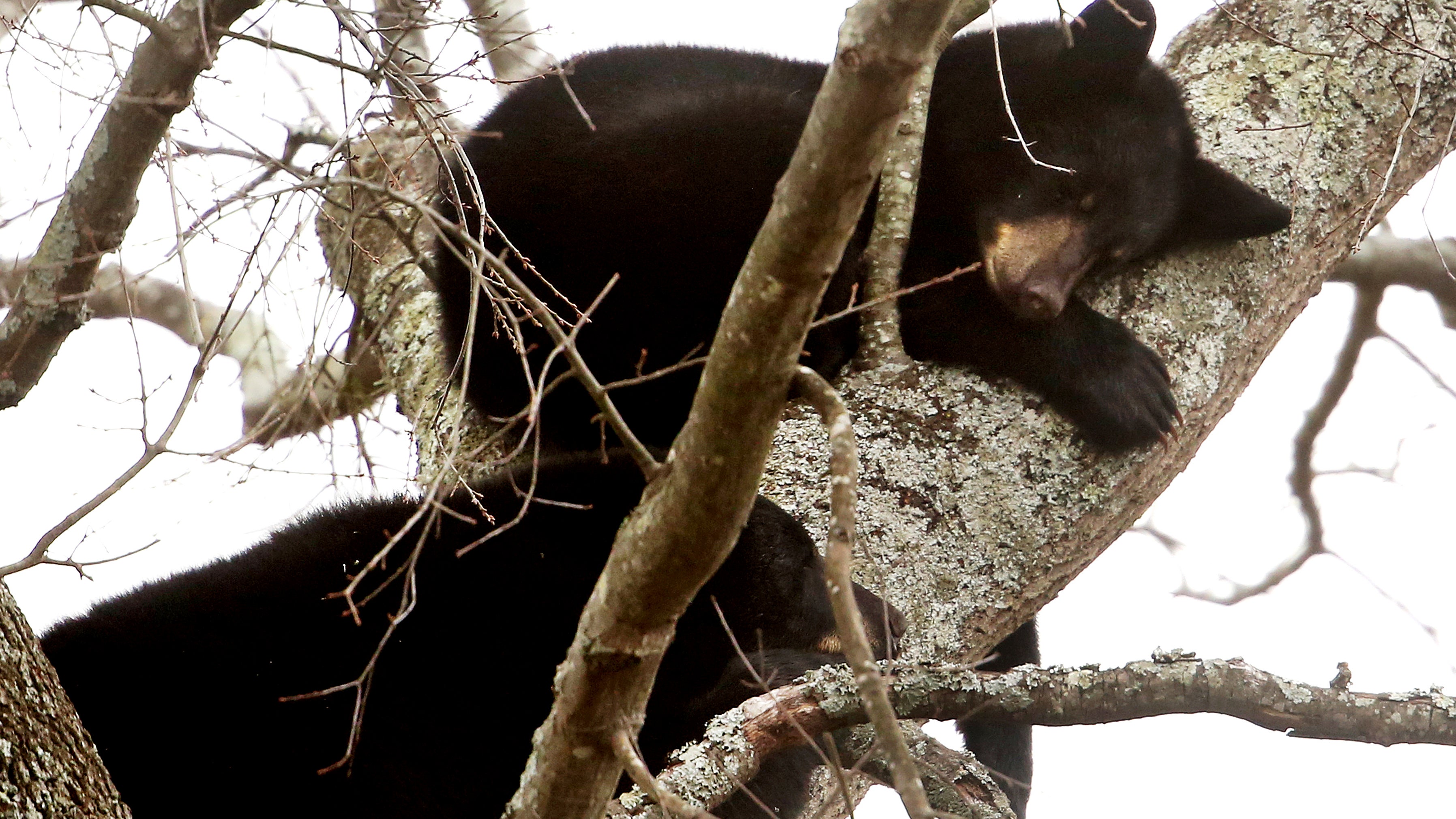 US-Bundesstaat Virginia: Zwei kleine B&auml;ren schlafen auf einem Baum in einer Wohnsiedlung