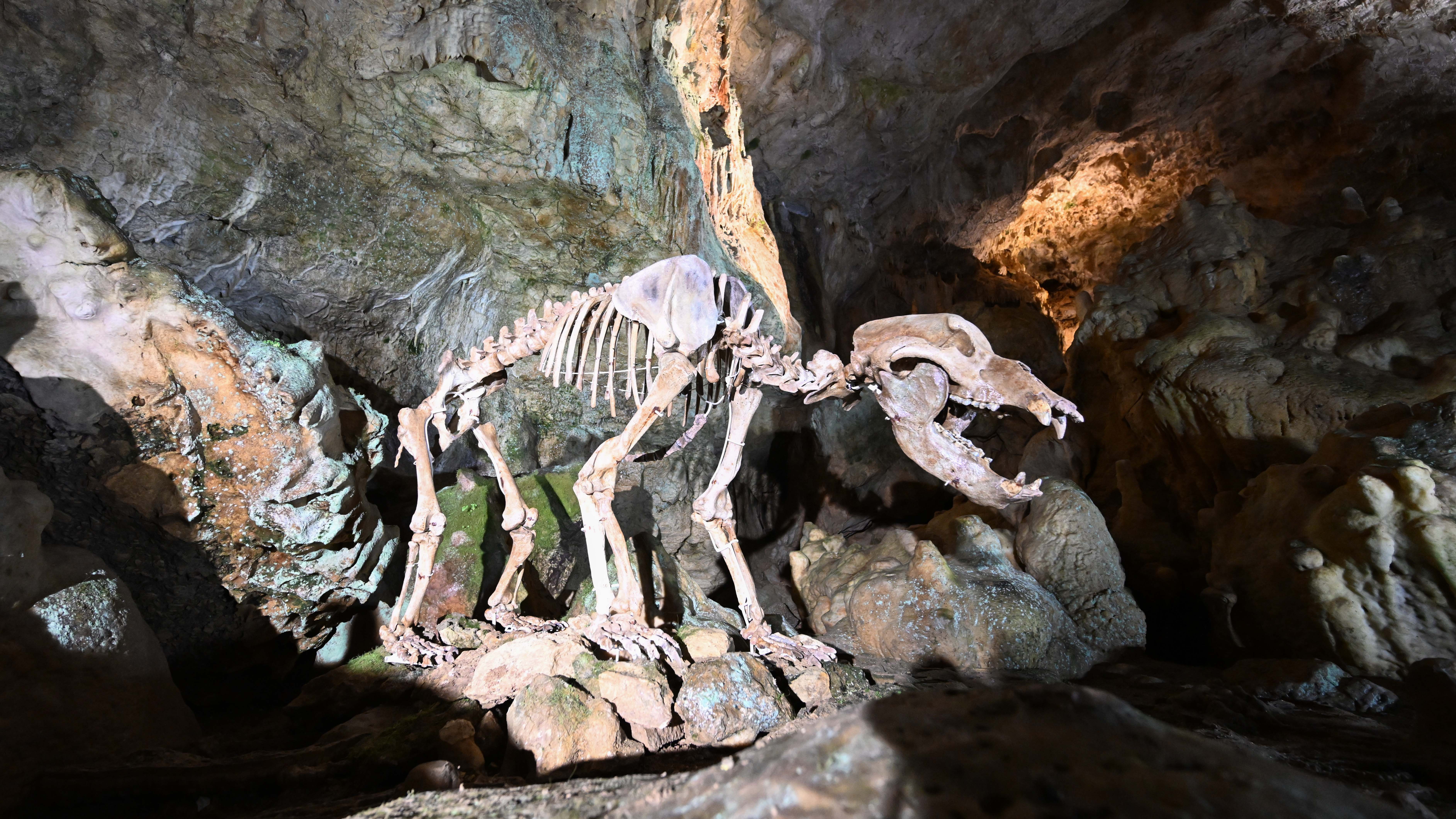 PRODUKTION - 22.02.2022, Baden-W&cedil;rttemberg, Sonnenb&cedil;hl-Erpfingen: Ein frisch restauriertes Skelett eines B&permil;ren steht in der B&permil;renh&circ;hle auf der Schw&permil;bischen Alb. Das Skelett aus Knochen verschiedener B&permil;ren ist mindestens 15.000 Jahre alt und stellt einen zehn Jahre alten rund 500 Kilogramm schweren B&permil;ren dar. (zu dpa "B&permil;renh&circ;hle auf der Schw&permil;bischen Alb hat ihren B&permil;ren zur&cedil;ck") Foto: Bernd Weiﬂbrod/dpa +++ dpa-Bildfunk +++