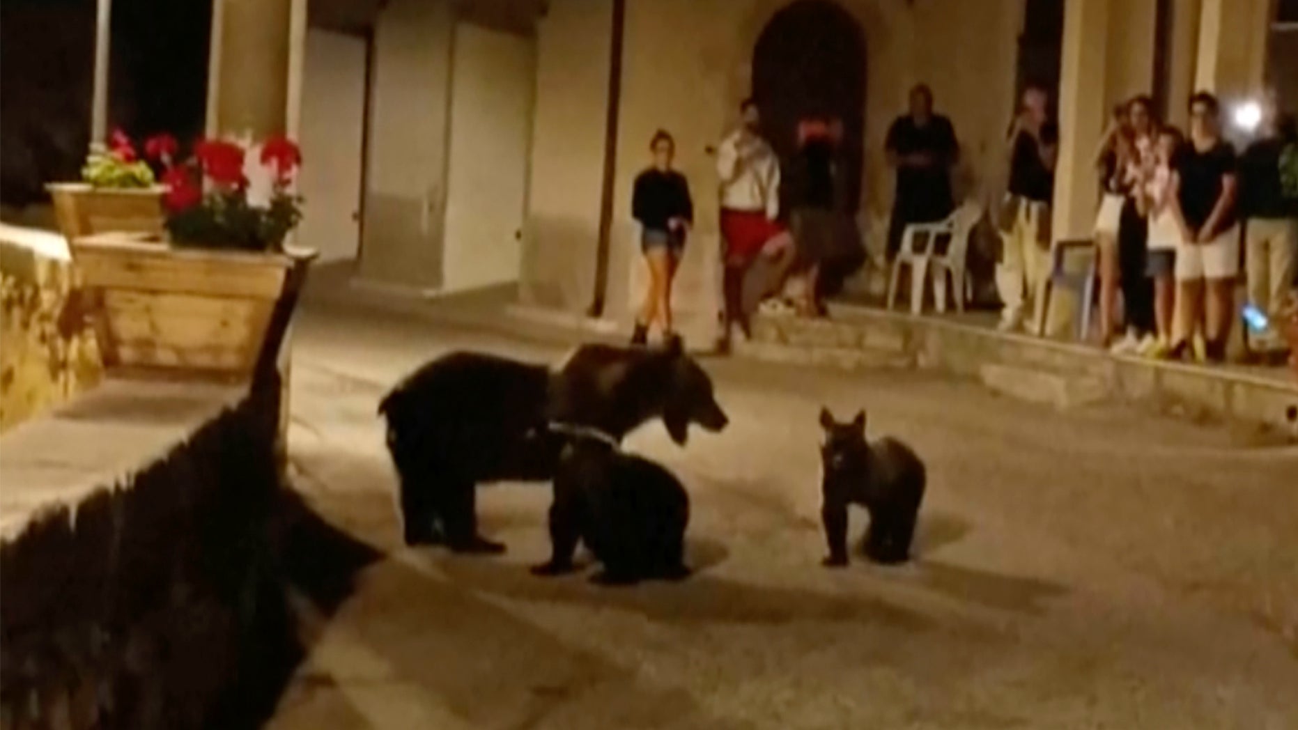 San Sebastiano Dei Marsi, Italien, 26. August 2023: B&auml;rin Amarena schlendert mit ihren beiden Jungen durch die Stadt. (AP via APTN)
