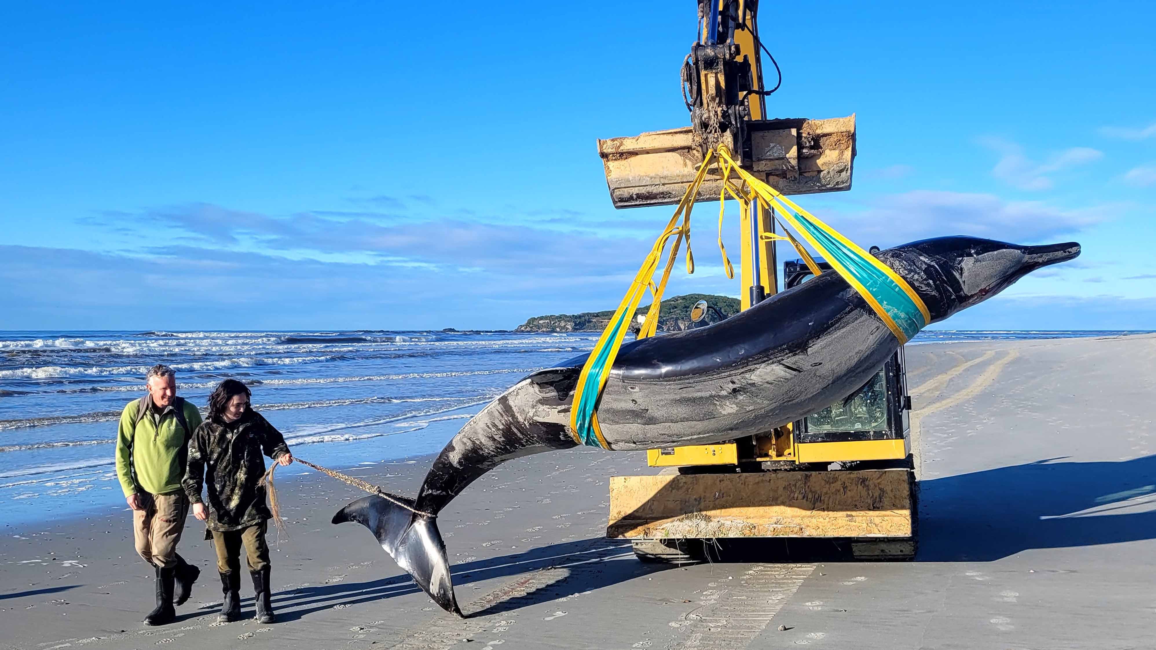 HANDOUT - 05.07.2024, Neuseeland, Otago: Die vom New Zealand Department of Conservation am 15.07.2024 zur Verf&uuml;gung gestellte Aufnahme zeigt einen Bahamonde-Schnabelwal, der an einem Strand in der Region Otago an Land gesp&uuml;lt wurde. In Neuseeland wurde ein Exemplar der seltensten Walart der Welt an einen Strand gesp&uuml;lt: ein Bahamonde-Schnabelwal. Foto: Uncredited/NEW ZEALAND DEPARTMENT OF CONSERVATION//dpa - ACHTUNG: Nur zur redaktionellen Verwendung und nur mit vollst&auml;ndiger Nennung des vorstehenden Credits +++ dpa-Bildfunk +++