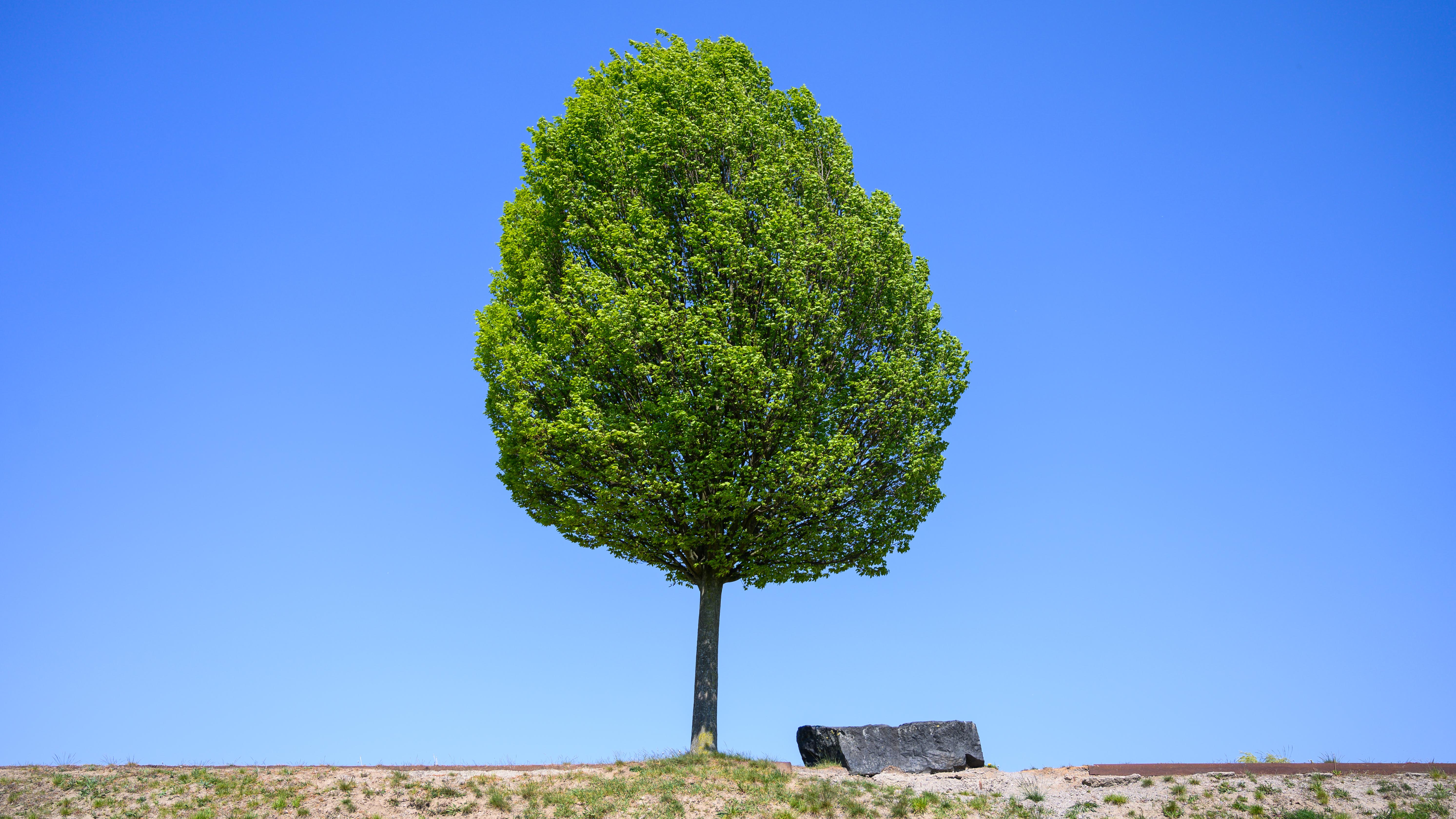 23.04.2019, Niedersachsen, Hannover: Ein Baum steht vor blauem Himmel auf einem Wall auf dem fr&cedil;heren Gel&permil;nde der Weltausstellung Expo 2000. Foto: Christophe Gateau/dpa +++ dpa-Bildfunk +++
