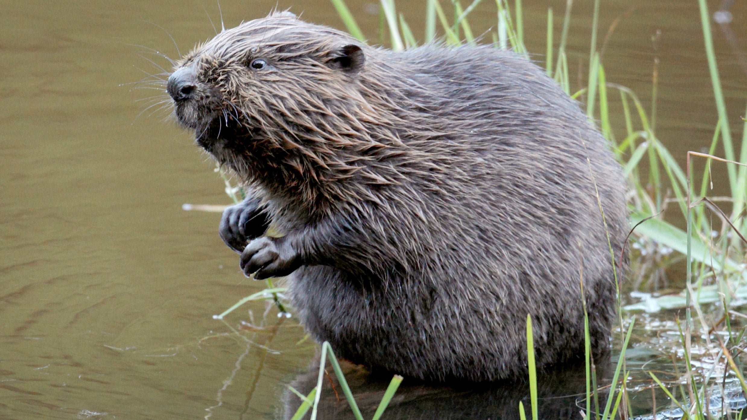 Ein Biber sitzt im Wasser. (Archivbild) (Felix Heyder/dpa)
