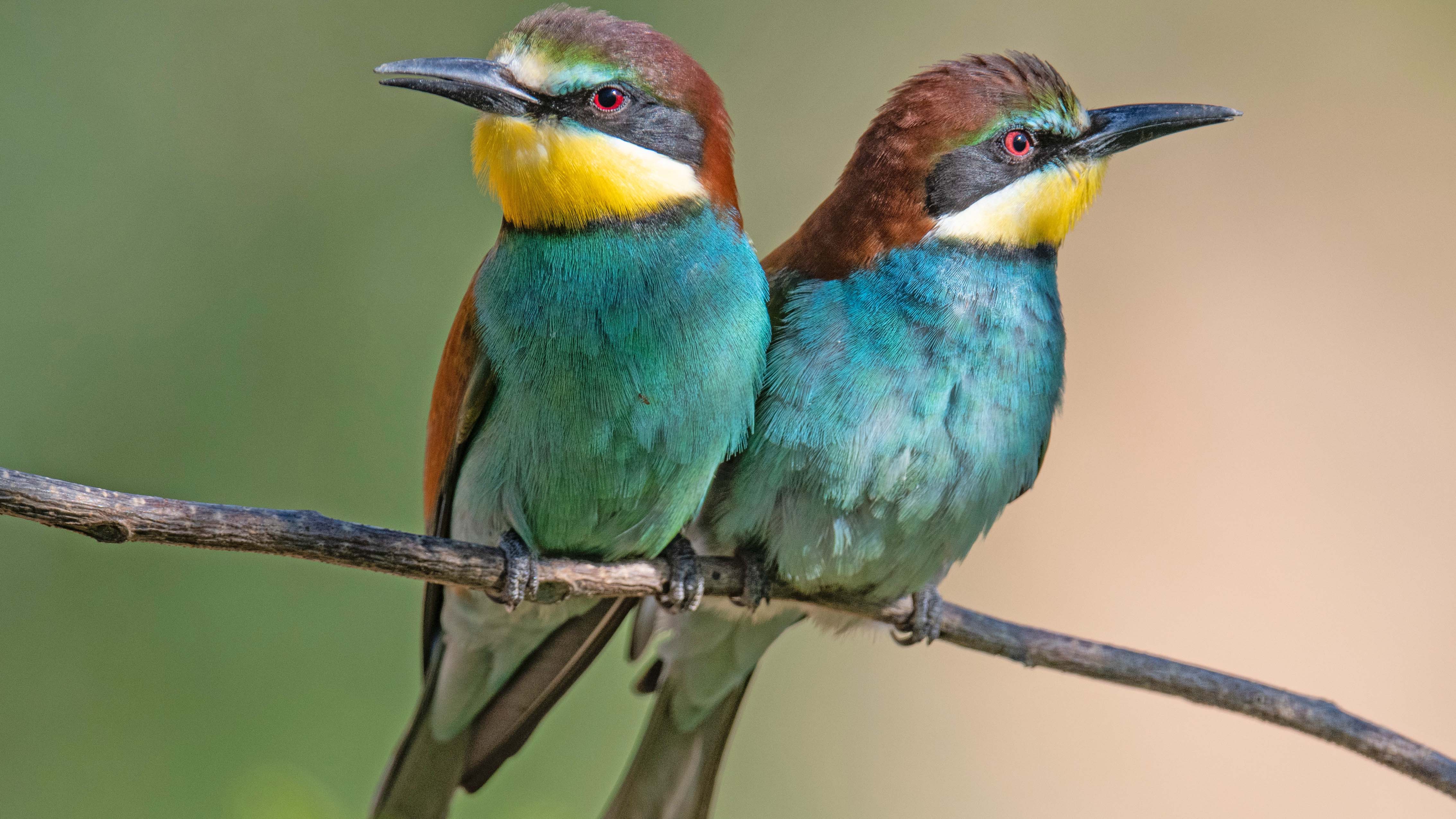 dpatopbilder - 01.06.2022, Rheinland-Pfalz, Lambsheim: Bienenfresser sitzen in einer Kiesgrube auf einem Ast. Hier br&uuml;tet eine gr&ouml;&szlig;ere Kolonie der bunten Insektenfresser. Foto: Boris Roessler/dpa +++ dpa-Bildfunk +++