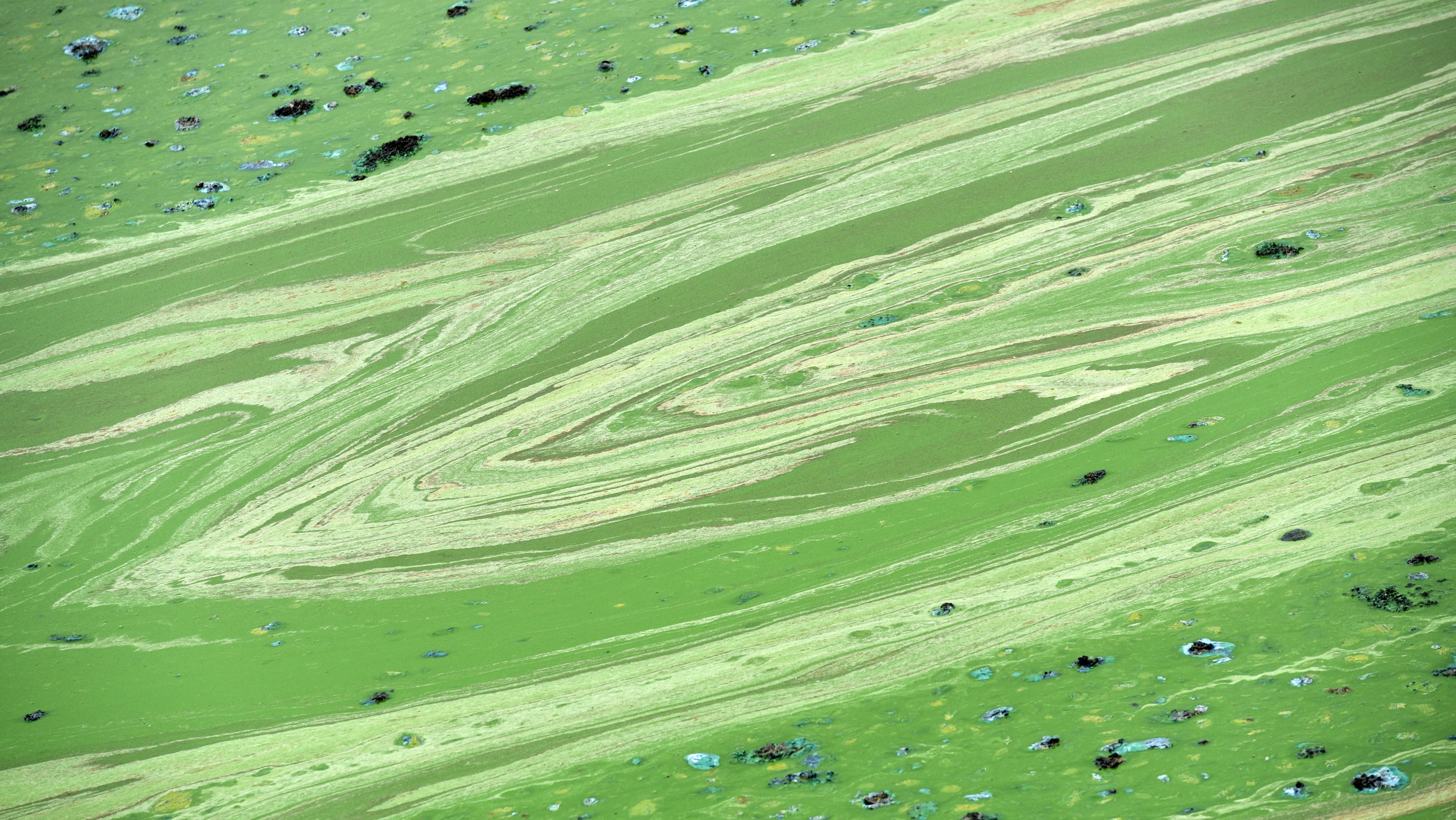 Hessen, Bringhausen: Blaualgen haben auf der Wasseroberfl&auml;che am Edersee giftgr&uuml;ne Schlieren erzeugt.