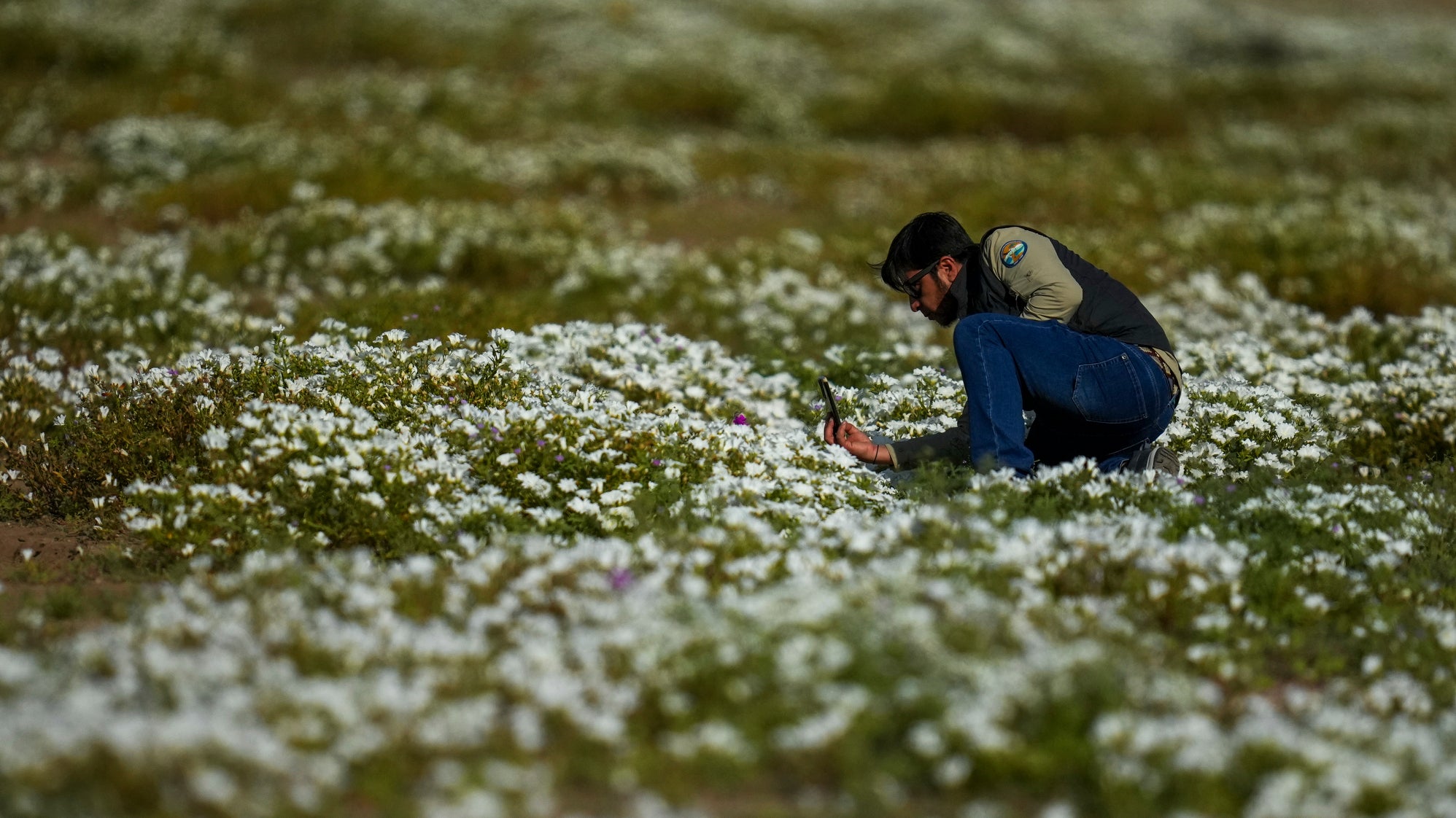24.09.2026, Chile, Atacama: C&eacute;sar Pizarro, Leiter der Naturschutzabteilung der Nationalen Forstbeh&ouml;rde (CONAF), fotografiert Blumen in einem Bl&uuml;tenteppich, der nach Regenf&auml;llen in der N&auml;he von Copiap&oacute; die Atacama-W&uuml;ste bedeckt. (Esteban Felix/AP/dpa)
