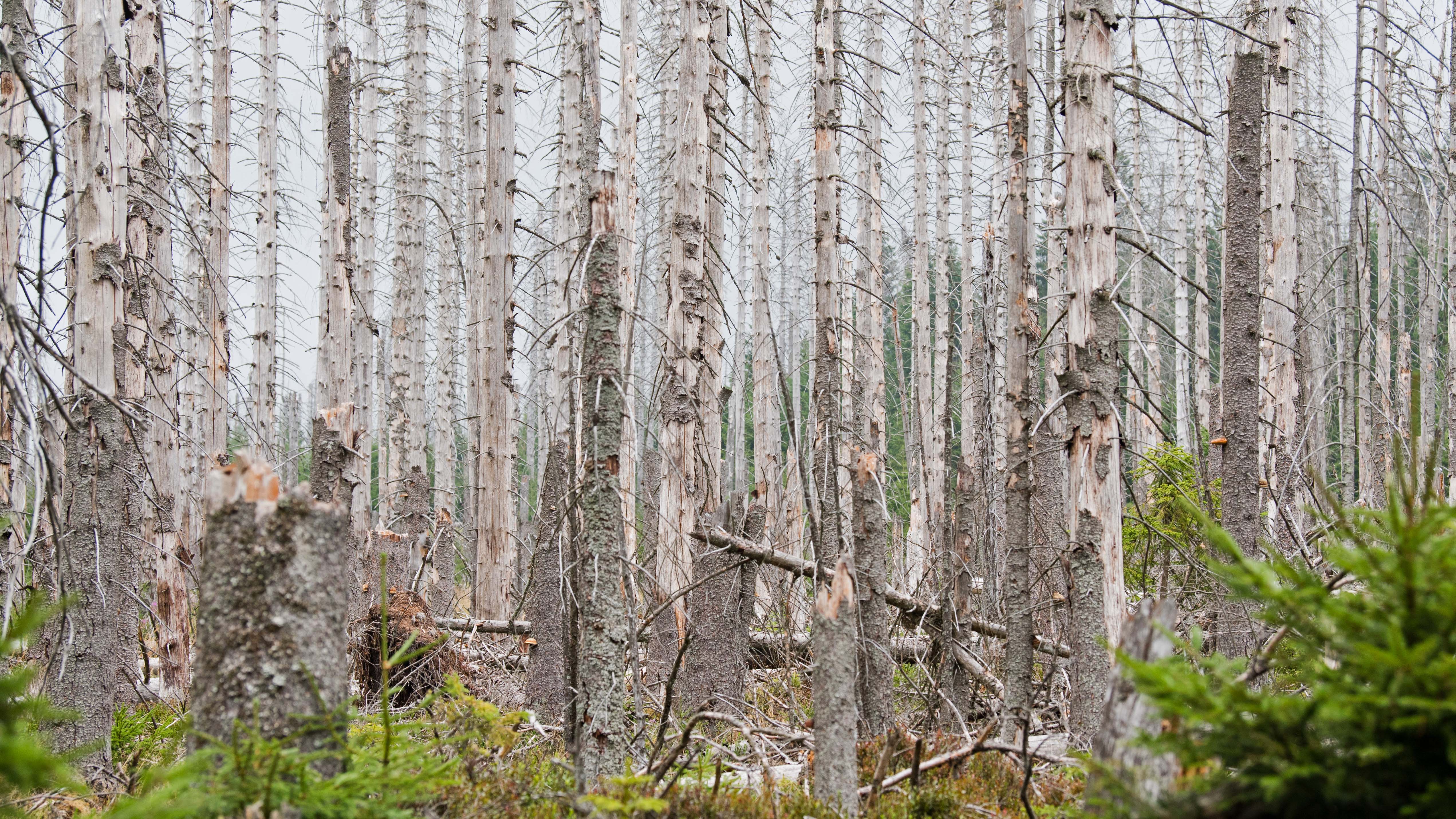 ARCHIV - 20.08.2018, Niedersachsen, Oderbr&cedil;ck: Blick in einen von Borkenk&permil;fern befallenen Nadelwald zwischen Torfhaus und Braunlage im Nationalpark Harz. Borkenk&permil;fer haben im vergangenen Jahr in vielen deutschen W&permil;ldern enorme Sch&permil;den angerichtet. &acute;Die Insekten haben sich aufgrund der trockenen und warmen Witterungsverh&permil;ltnisse besonders gut vermehrt&ordf;, teilte das Julius-K&cedil;hn-Institut (JKI) auf Anfrage mit. (zu dpa &acute;Borkenk&permil;fer-Plage richtet enorme Sch&permil;den in W&permil;ldern an&ordf;) Foto: Julian Stratenschulte/dpa +++ dpa-Bildfunk +++