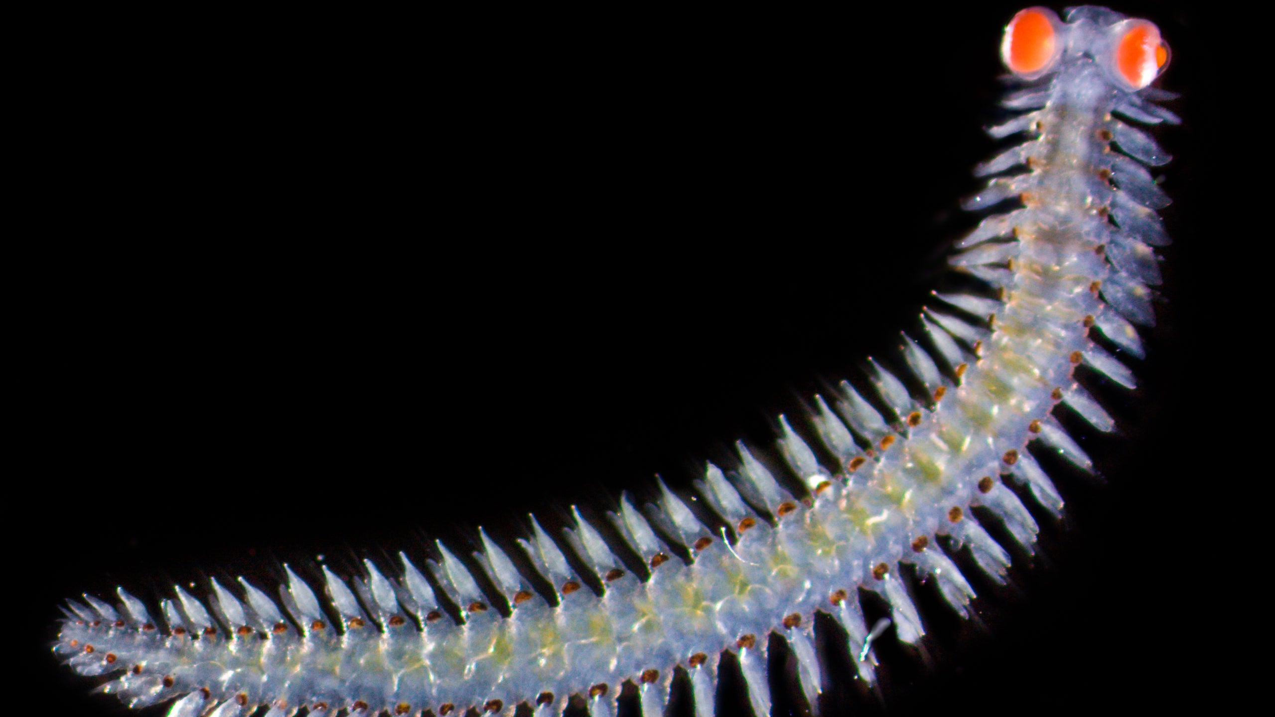 10.04.2024, Italien: Ein Borstenwurm, auch Vielborster (Polychaeta) genannt, aus der Familie der Phyllodocidae (undatiertes Handout). (Michael Bok/dpa)

