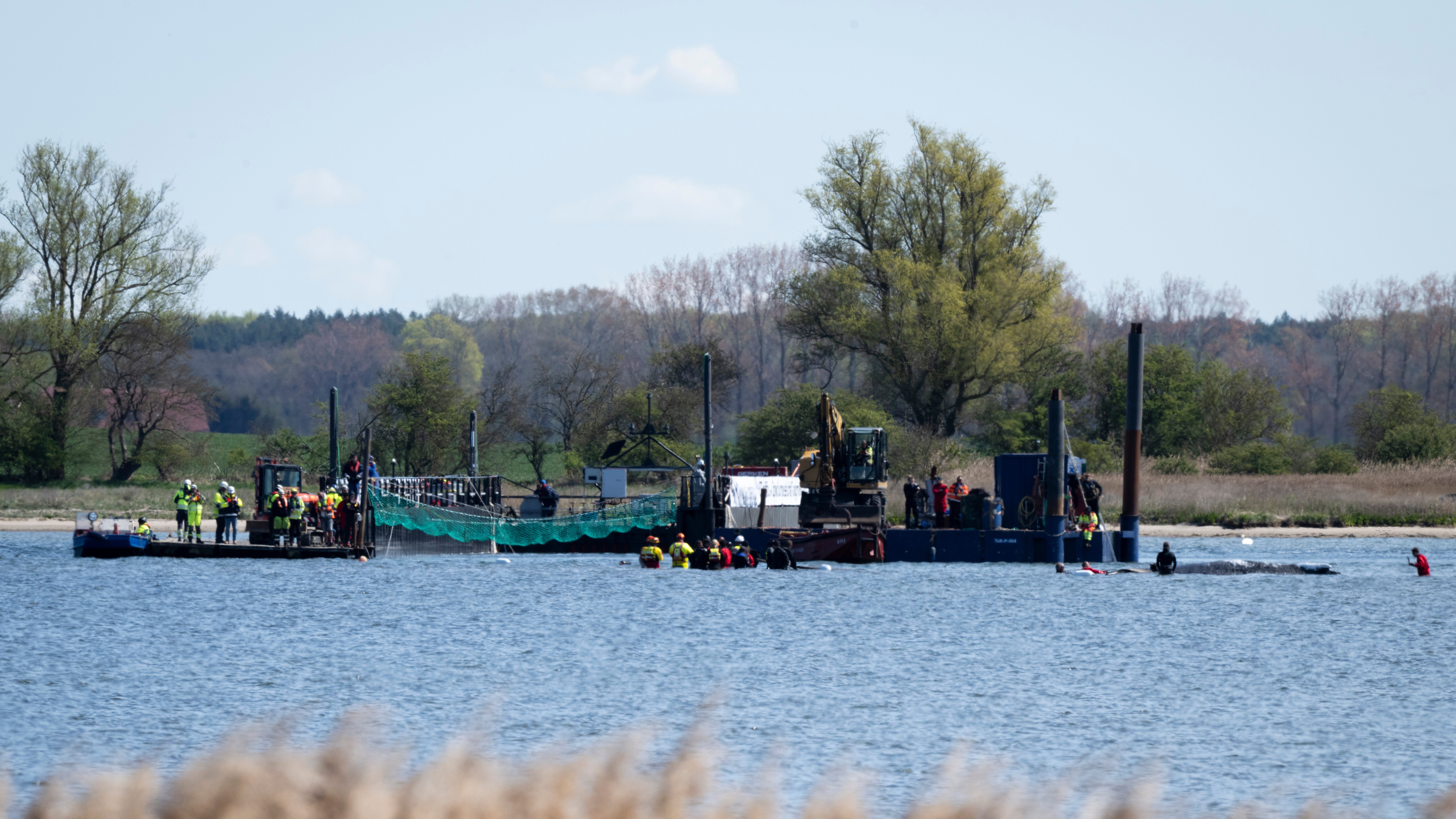 28.04.2026, Mecklenburg-Vorpommern, Brandenhusen: Zahlreiche Helfer ziehen mit Gurten den gestrandeten Buckelwal vor der Insel Poel zu einem Transportschiff. Der vor &uuml;ber drei Wochen bei Wismar gestrandete Buckelwal liegt weiterhin im Flachwasser fest. Eine private Initiative versucht seit Tagen, den Wal zu retten. (Philip Dulian/dpa)
