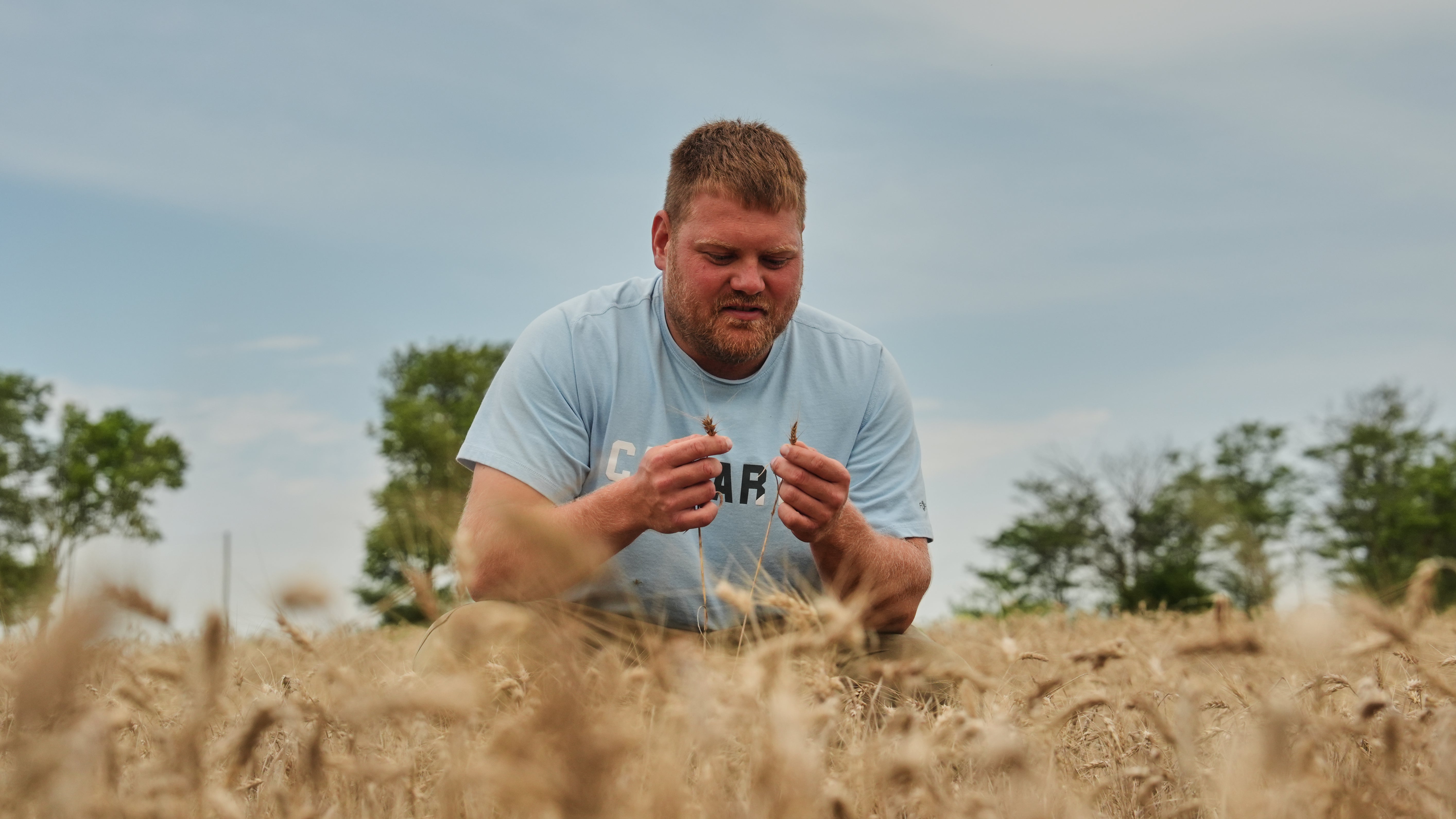 29. Juli 2026: Bryce Black begutachtet auf seinem Hof in Beloit, Kansas, zwei Halme von durch Witterungseinfl&uuml;sse gesch&auml;digtem Weizen. (AP Photo/Joshua A. Bickel)