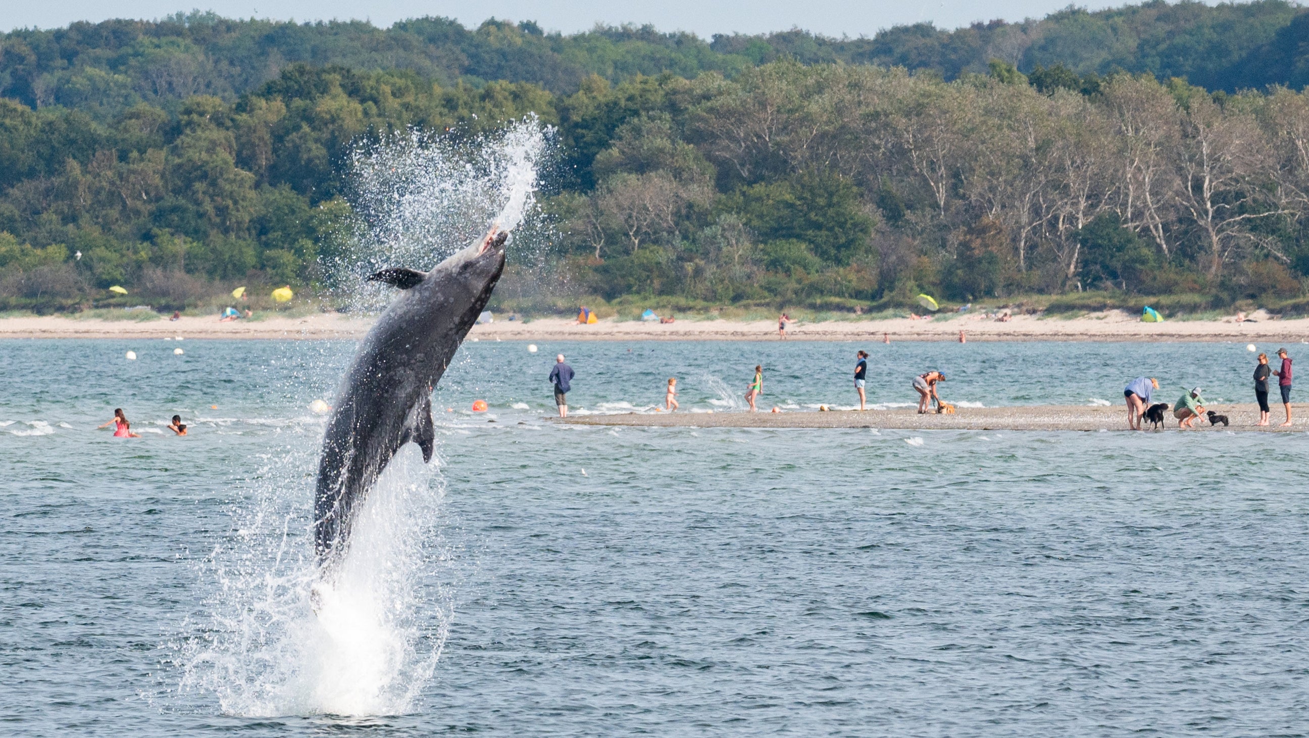 17.09.2023, Schleswig-Holstein, Travem&uuml;nde: Ein Delfin springt in der Trave vor dem Strandbad aus dem Wasser. (Jonas Walzberg/dpa)

