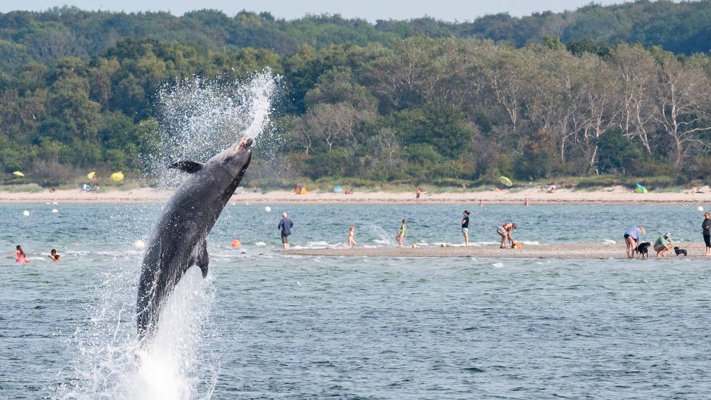 dpatopbilder - ARCHIV - 17.09.2023, Schleswig-Holstein, Travem&cedil;nde: Ein Delfin springt in der Trave vor dem Strandbad aus dem Wasser. (zu dpa: &acute;Dauergast &acute;Delle&ordf; - Ein Delfin begeistert die Menschen an der K&cedil;ste&ordf; Foto: Jonas Walzberg/dpa +++ dpa-Bildfunk +++