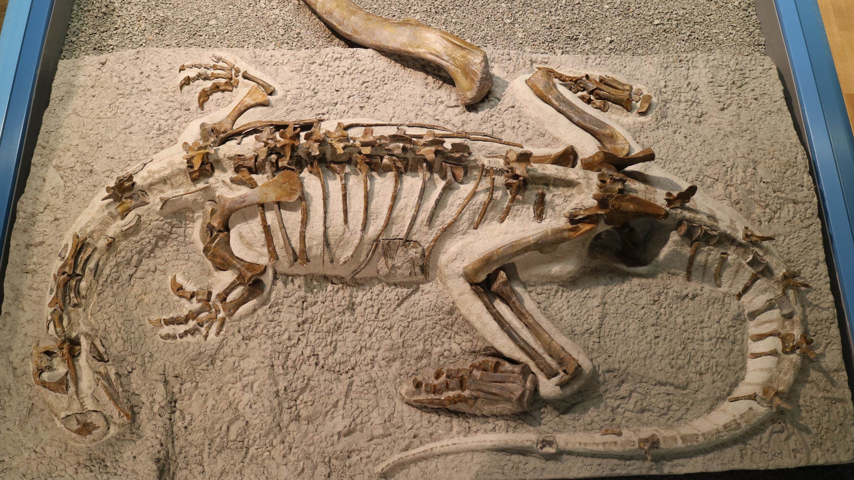 Schweiz, Frick: &Uuml;ber dem Skelett des Plateosaurus "Fabian" im Sauriermuseum Frick liegt der rund 50 cm lange Oberschenkelknochen eines gr&ouml;&szlig;eren Plateosaurus zum Gr&ouml;&szlig;envergleich (undatierte Aufnahme).