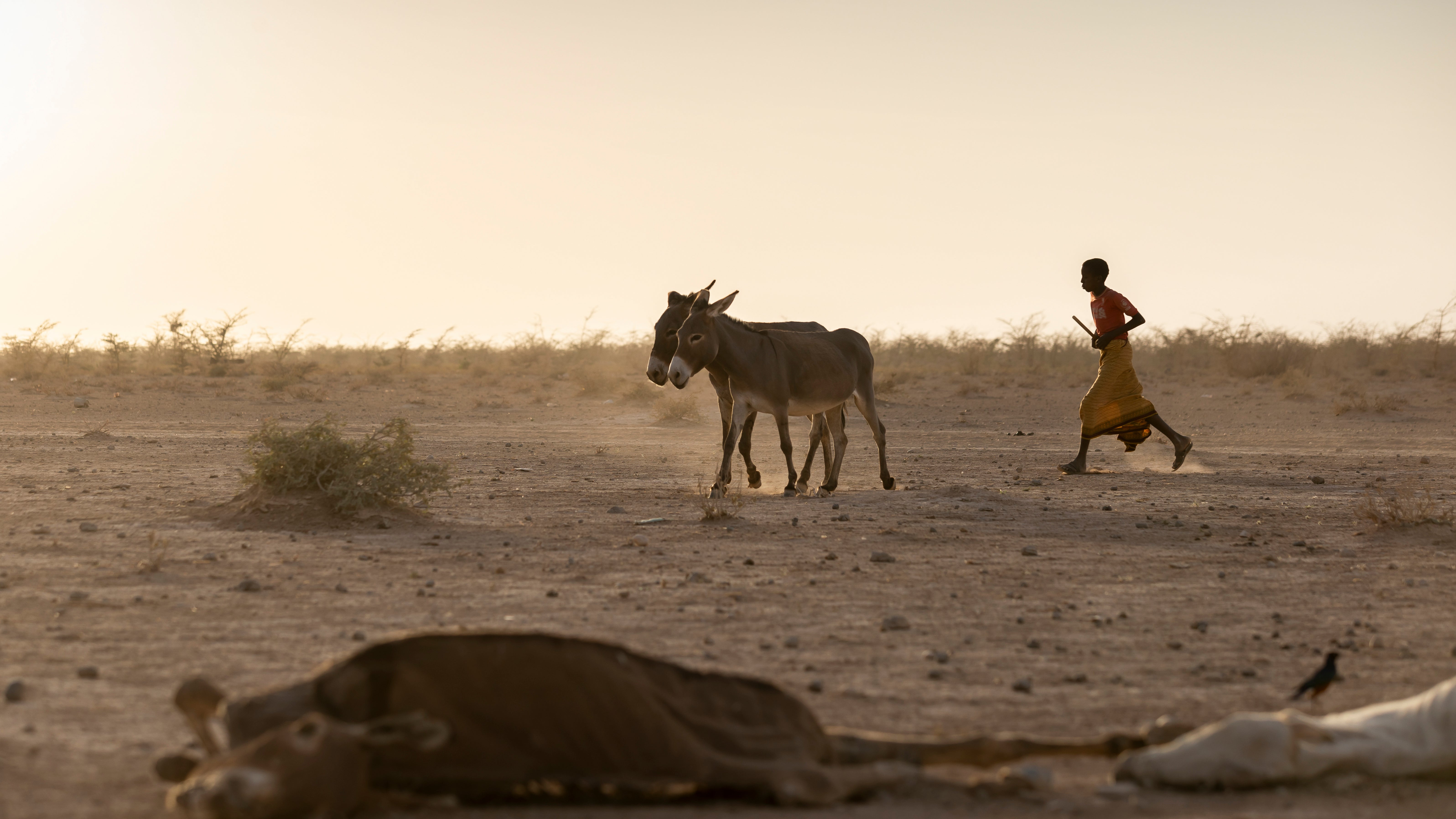 &Auml;thiopien: Abdurazak Mohammed, der gerne Lehrer werden m&ouml;chte, treibt seine Esel nach Hause. Die Schule ist wegen der D&uuml;rre derzeit geschlossen