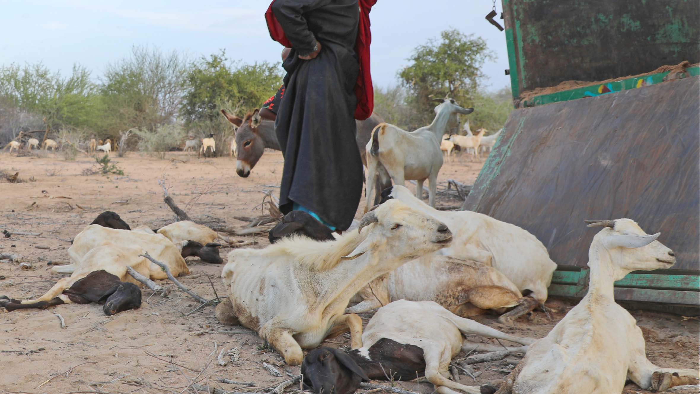 HANDOUT - 18.11.2021, Somalia, Wadajir: Das am 31.03.2022 von CARE International herausgegebene Foto zeigt Fadumo die mit einem Bruchteil ihres verbliebenen Viehbestands in einem Lager f&cedil;r Binnenfl&cedil;chtlinge ankommt. Durch die D&cedil;rre hat sie ihre Tiere verloren und die verbliebenen sind zu gebrechlich, um auf dem Markt einen guten Preis zu erzielen. Die D&cedil;rre f&cedil;hrt dazu, dass viele von Frauen gef&cedil;hrte Betriebe schlieﬂen. Foto: Saddam Mohammed/CARE International/dpa +++ dpa-Bildfunk +++