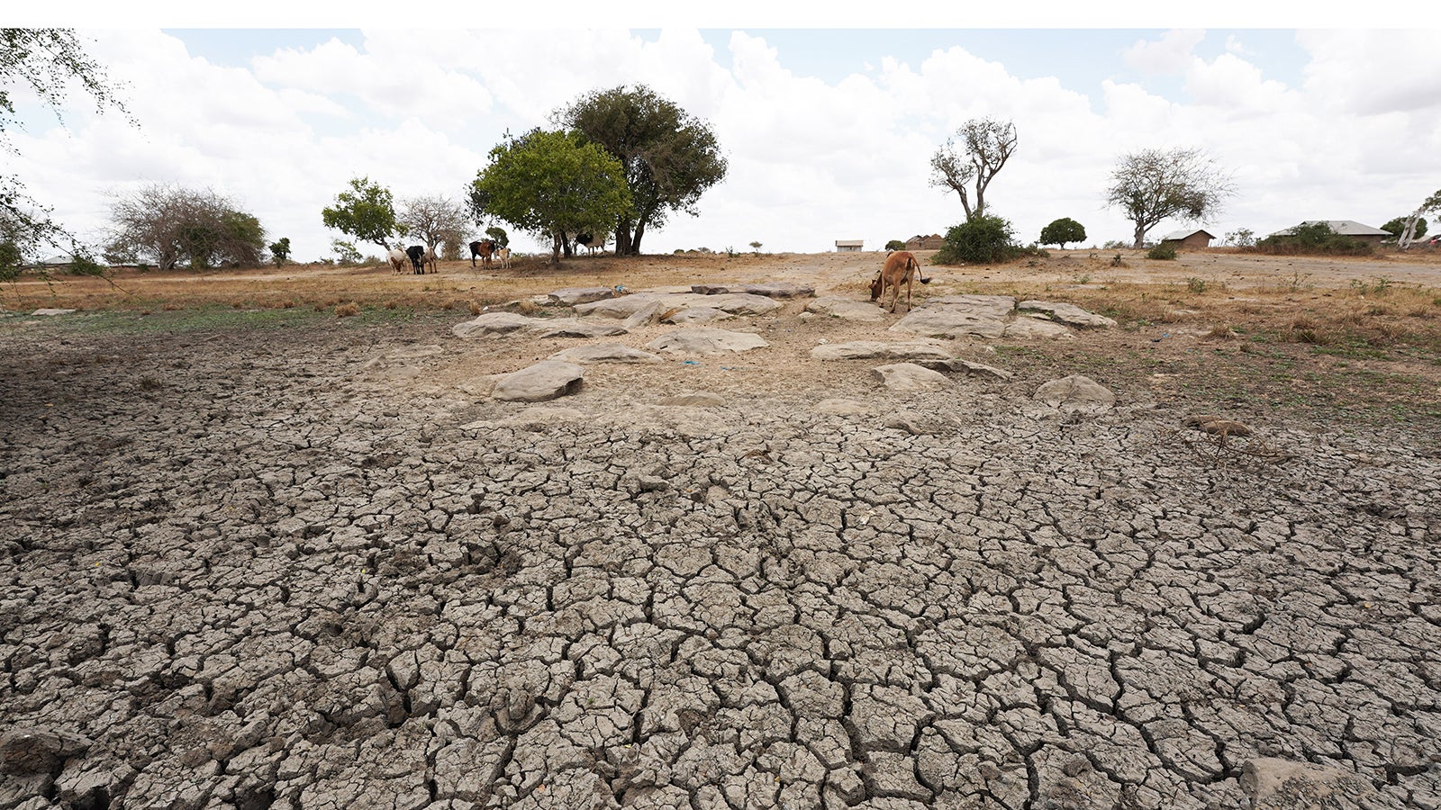 ACHTUNG: SPERRFRIST 11. MAI 15:00 UHR. ACHTUNG: DIESER BEITRAG DARF NICHT VOR DER SPERRFRIST, 11. MAI, 15 UHR, VER&Ouml;FFENTLICHT WERDEN! EIN BRUCH DES EMBARGOS K&Ouml;NNTE DIE BERICHTERSTATTUNG &Uuml;BER STUDIEN UND&nbsp;BERICHTE&nbsp;EMPFINDLICH EINSCHR&Auml;NKEN. - ARCHIV - 23.03.2022, Kenia, Kilifi: Vieh sucht auf einem D&uuml;rrefeld Futter. Seit dem Jahr 2000 ist die Zahl und Dauer von D&uuml;rreperioden global gesehen um 29 Prozent gestiegen. (zu dpa "UN-Bericht: Zahl an D&uuml;rren um 29 Prozent seit 2000 gestiegen") Foto: Dong Jianghui/XinHua/dpa +++ dpa-Bildfunk +++