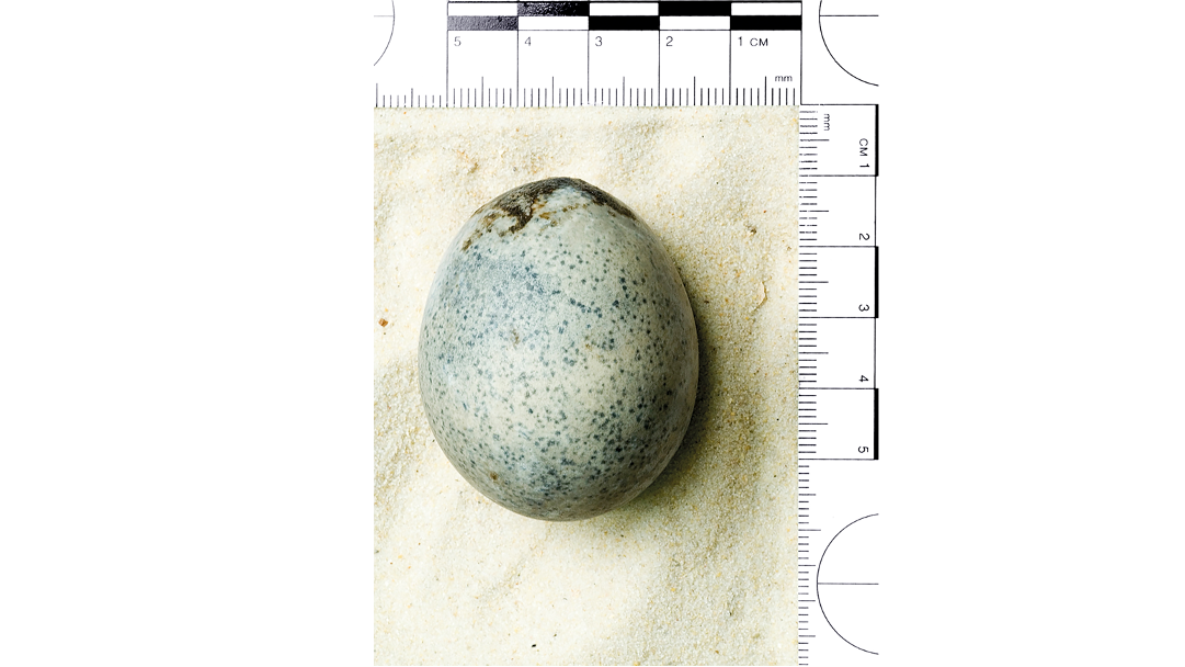 Gro&szlig;britannien, Aylesbury: Dieses von Oxford Archaeology zur Verf&uuml;gung gestellte Foto zeigt ein Ei aus r&ouml;mischer Zeit, das vor einigen Jahren im mittelenglischen Aylesbury gefunden wurde, und noch immer eine Fl&uuml;ssigkeit enth&auml;lt. (-/Oxford Archaeology/dpa)
