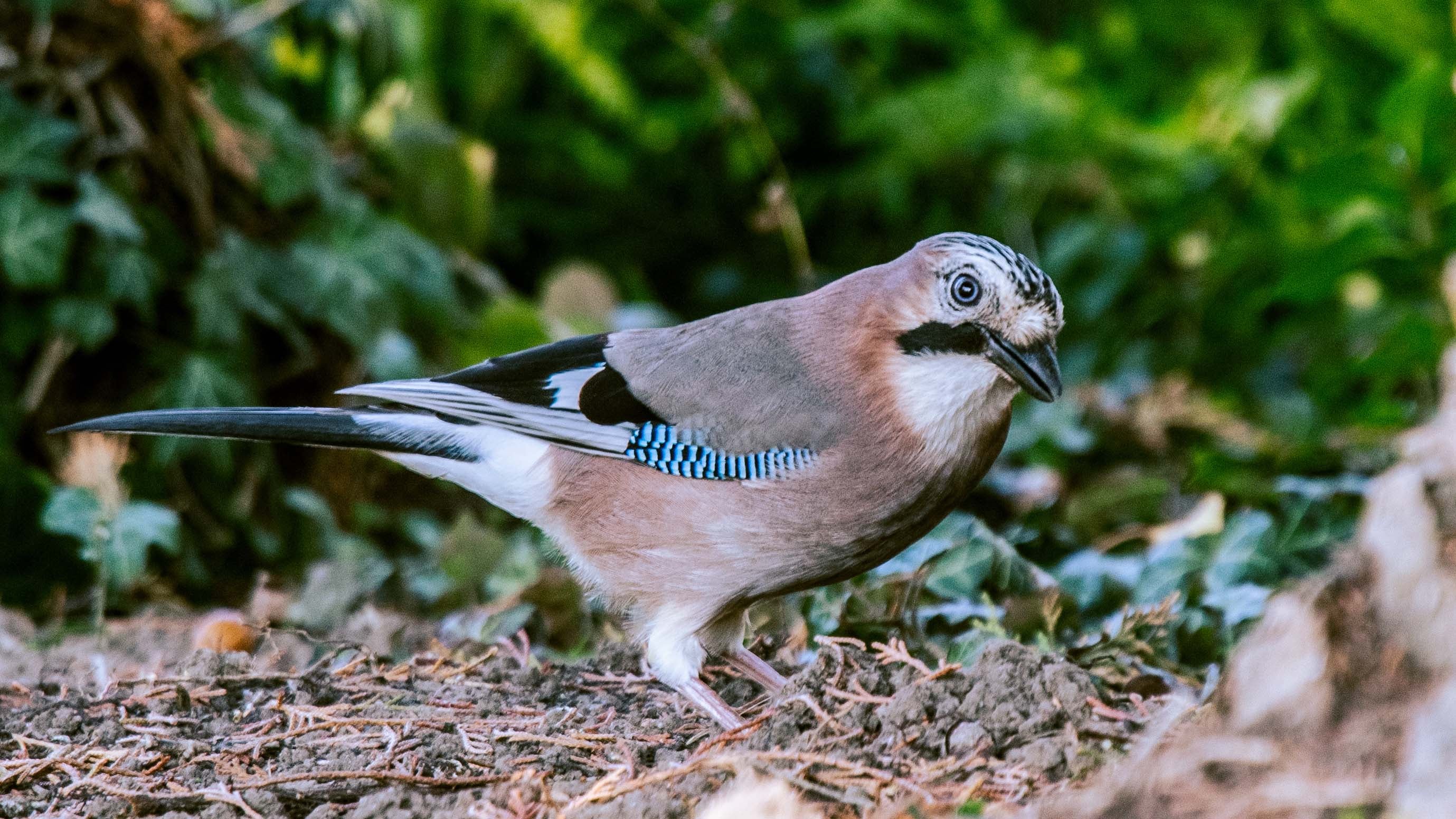 09.10.2021, Rheinland-Pfalz, Mainz: Ein Eichelh&auml;her schaut sich in einem Garten im Stadtteil Laubenheim nach Nahrung um. Die Zahl der Sichtungen bei der &laquo;Stunde der Winterv&ouml;gel&raquo; des Naturschutzbunds (Nabu) ist in diesem Winter deutlich gestiegen. (zu dpa: &laquo;Besuch vom Eichelh&auml;her - Ergebnisse der Nabu-Vogelz&auml;hlung&raquo;) Foto: Peter Zschunke/dpa-Zentralbild/dpa +++ dpa-Bildfunk +++