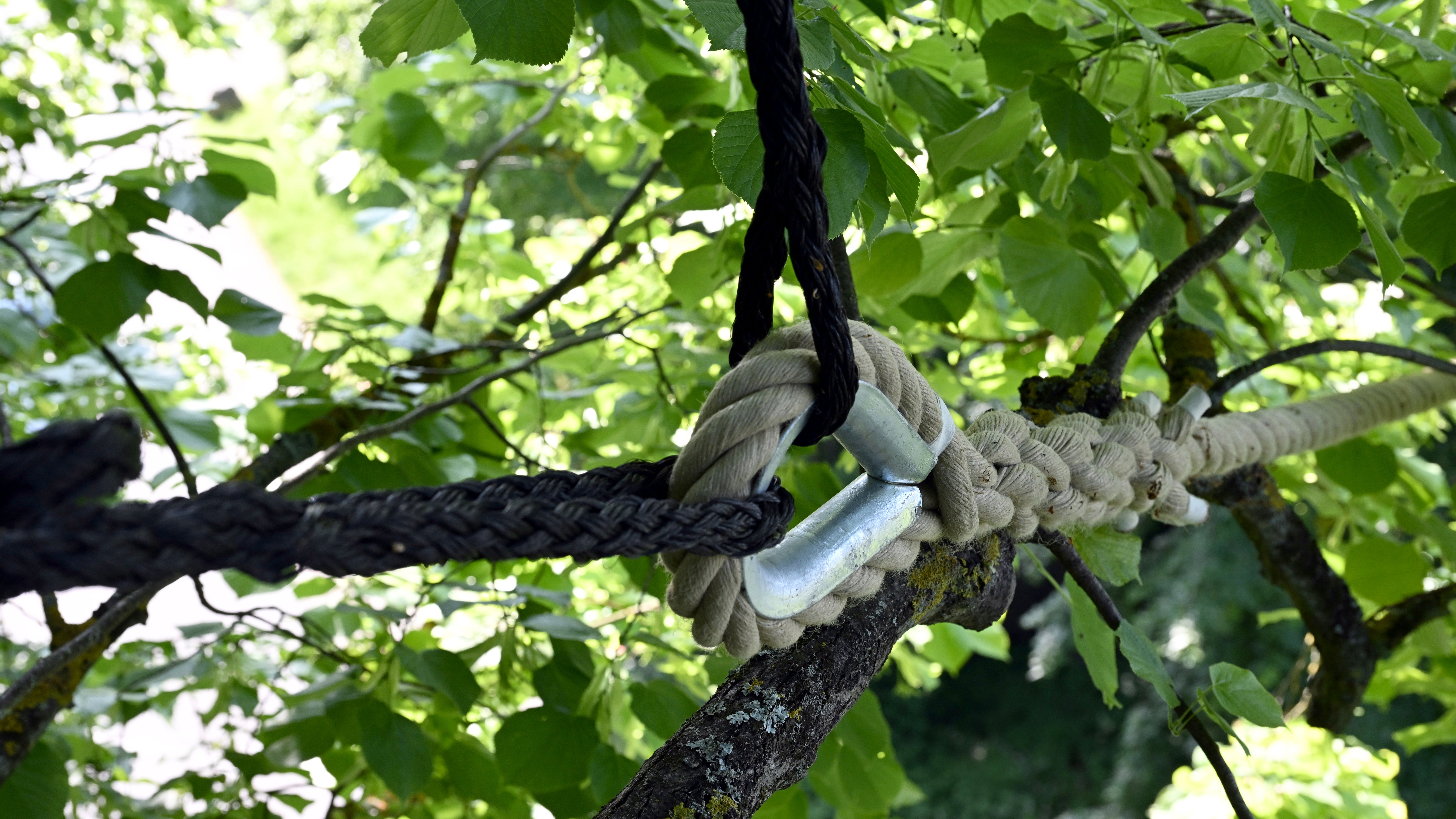 PRODUKTION - 27.05.2023, Bayern, Memmelsdorf: Memmelsdorf im oberfr&auml;nkischen Landkreis Bamberg hat als eine der ersten Gemeinden in Deutschland eine Br&uuml;cke nur f&uuml;r Eichh&ouml;rnchen eingerichtet. Das Tau, das als Br&uuml;cke dient, ist mit weiteren Seilen in der Baumkrone befestigt. Foto: Pia Bayer/dpa +++ dpa-Bildfunk +++
