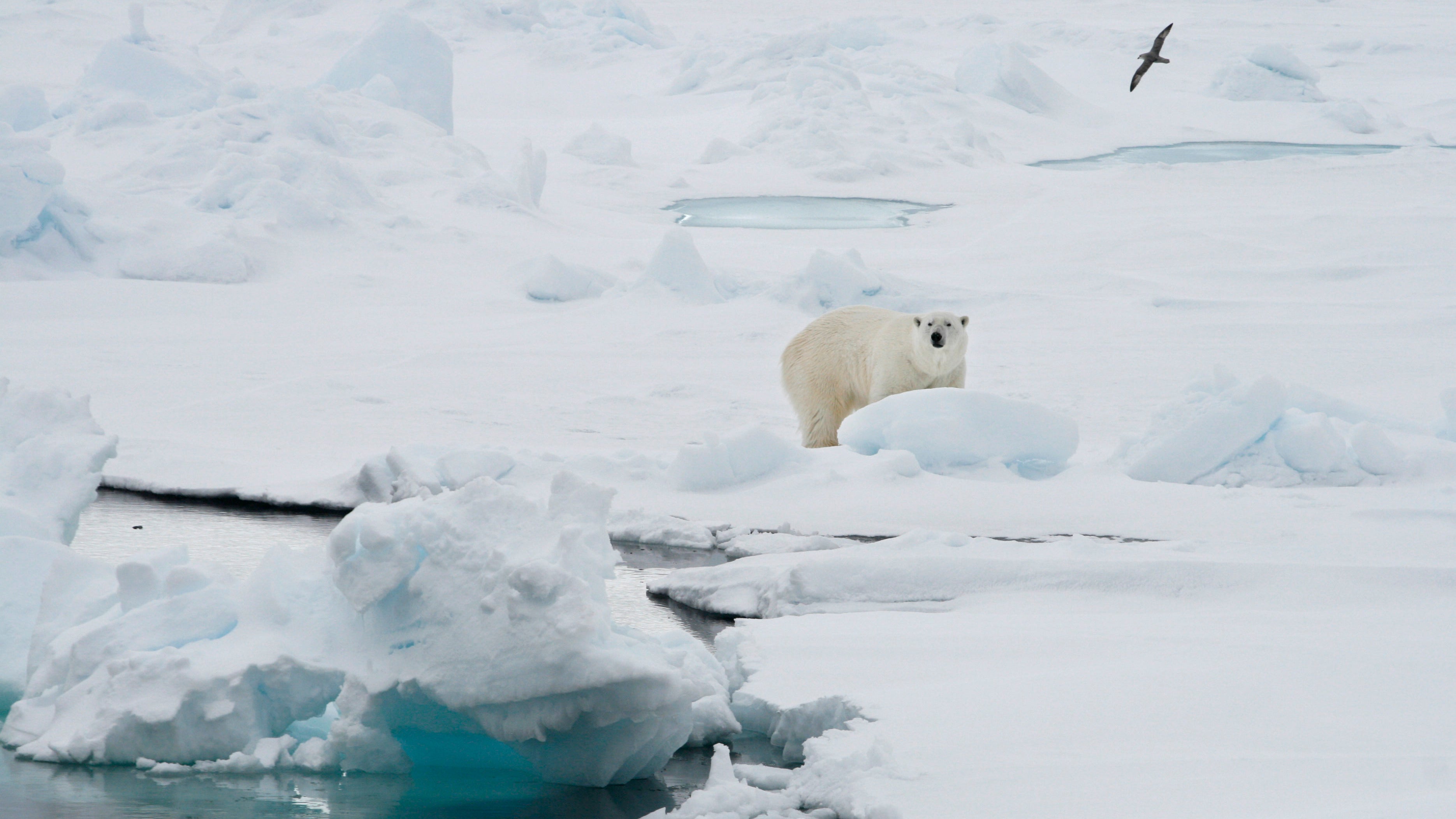 ARCHIV - 13.06.2008, Norwegen, Spitzbergen: Ein Eisb&auml;r steht auf einer Eisscholle. Der Eisb&auml;r galt lange Zeit als eine Art Posterboy der Klimakrise. L&auml;ngst ist der Klimawandel jedoch vor der Haust&uuml;r vieler Menschen angekommen. Die Raubtiere in der Arktis sind dadurch aus dem Fokus geraten, doch ihre Probleme bleiben. (zu dpa &laquo;D&uuml;nnes Eis, ewige Chemikalien - Dem Eisb&auml;ren droht ein Doppelproblem&raquo;) Foto: Romas Dabrukas/AP/dpa +++ dpa-Bildfunk +++
