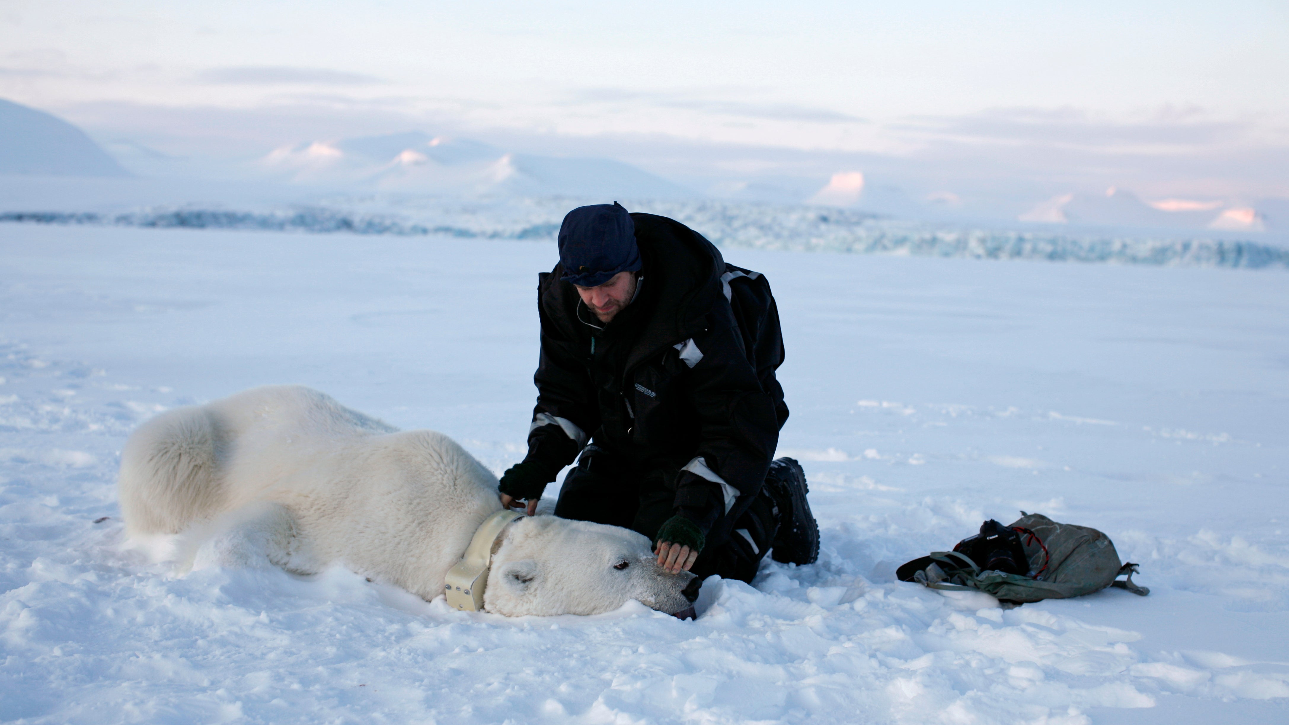 HANDOUT - 29.03.2007, Norwegen, Svalbard: Eisb&auml;rforscher Jon Aars vom Norwegischen Polarinstitut legt einem bet&auml;ubten Eisb&auml;ren ein Halsband an. Der Eisb&auml;r galt lange Zeit als eine Art Posterboy der Klimakrise. L&auml;ngst ist der Klimawandel jedoch vor der Haust&uuml;r vieler Menschen angekommen. Die Raubtiere in der Arktis sind dadurch aus dem Fokus geraten, doch ihre Probleme bleiben. (zu dpa &laquo;D&uuml;nnes Eis, ewige Chemikalien - Dem Eisb&auml;ren droht ein Doppelproblem&raquo;) Foto: Magnus Andersen/Norwegian Polar Institute/dpa - ACHTUNG: Nur zur redaktionellen Verwendung im Zusammenhang mit der aktuellen Berichterstattung und nur mit vollst&auml;ndiger Nennung des vorstehenden Credits +++ dpa-Bildfunk +++