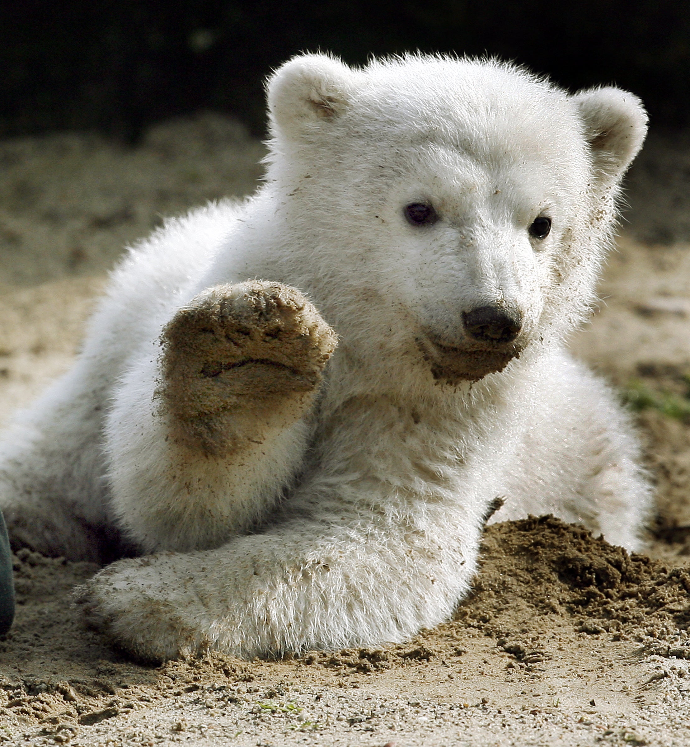 22.03.2007, Berlin: Mit erhobener Tatze gr&uuml;&szlig;t Eisb&auml;r-Baby Knut am 23.03.2007 bei seinem ersten &ouml;ffentlichen Auftritt im Berliner Zoo (Archiv). (Wolfgang Kumm/dpa)
