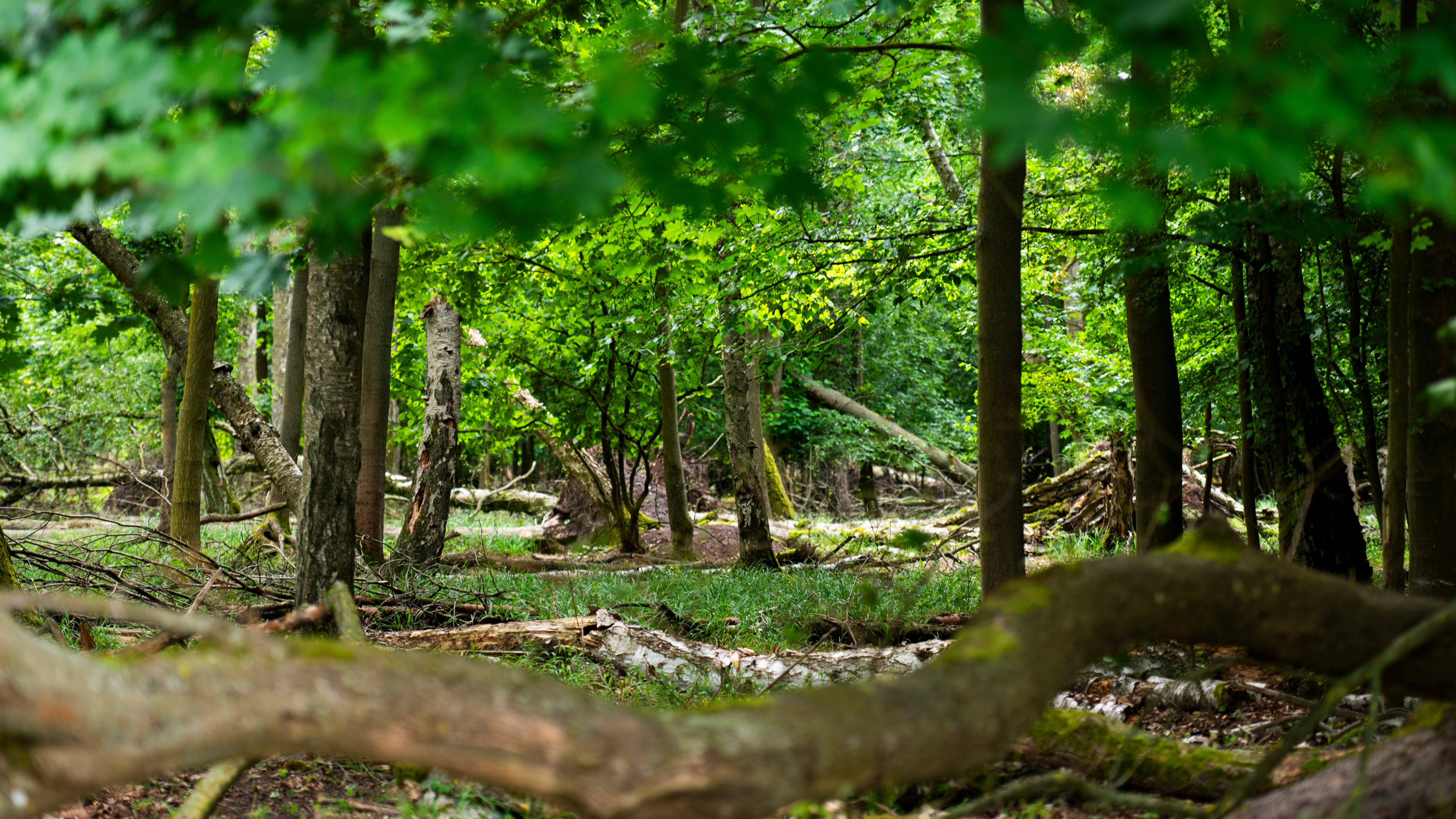 14.07.2026, Berlin: Die Sonne scheint in einem Wald im Gebiet "Eiskeller" im Norden Berlins. Der Gr&uuml;n-Feucht-K&uuml;hl-Index (GFKI) zeigt auf Basis satellitengest&uuml;tzter Daten, wie eng Vegetationsgr&uuml;n, Bodenfeuchte und K&uuml;hlung miteinander verbunden sind. (Christophe Gateau/dpa)


