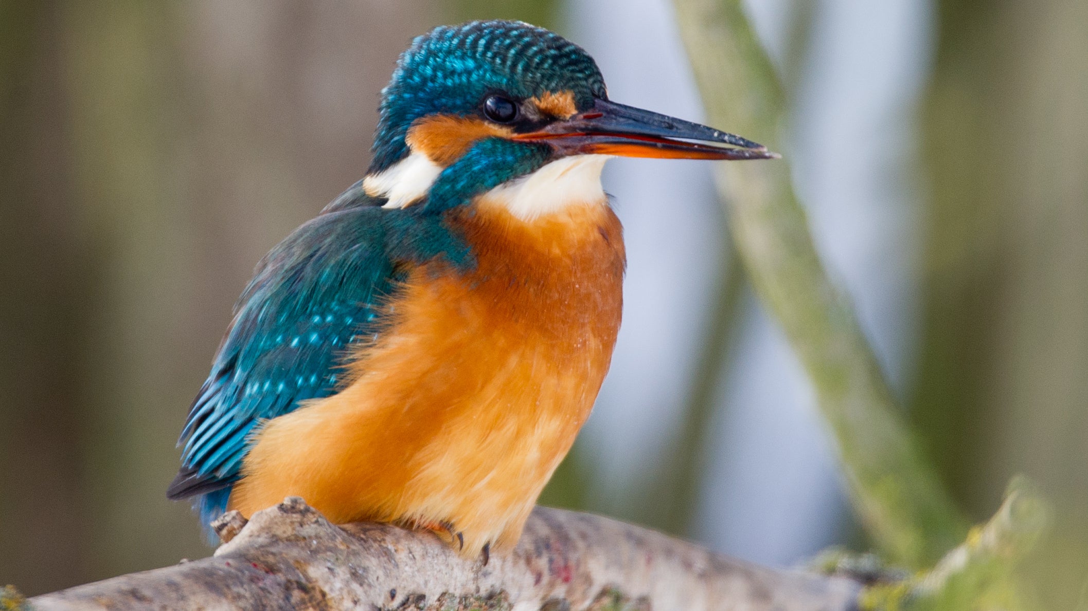 Brandenburg, Mallnow: Ein Eisvogel sitzt auf einem Ast &uuml;ber einem Wassergraben im Oderbruch nahe Mallnow (Brandenburg) und h&auml;lt Ausschau nach kleinen Fischen. (Patrick Pleul/dpa)

