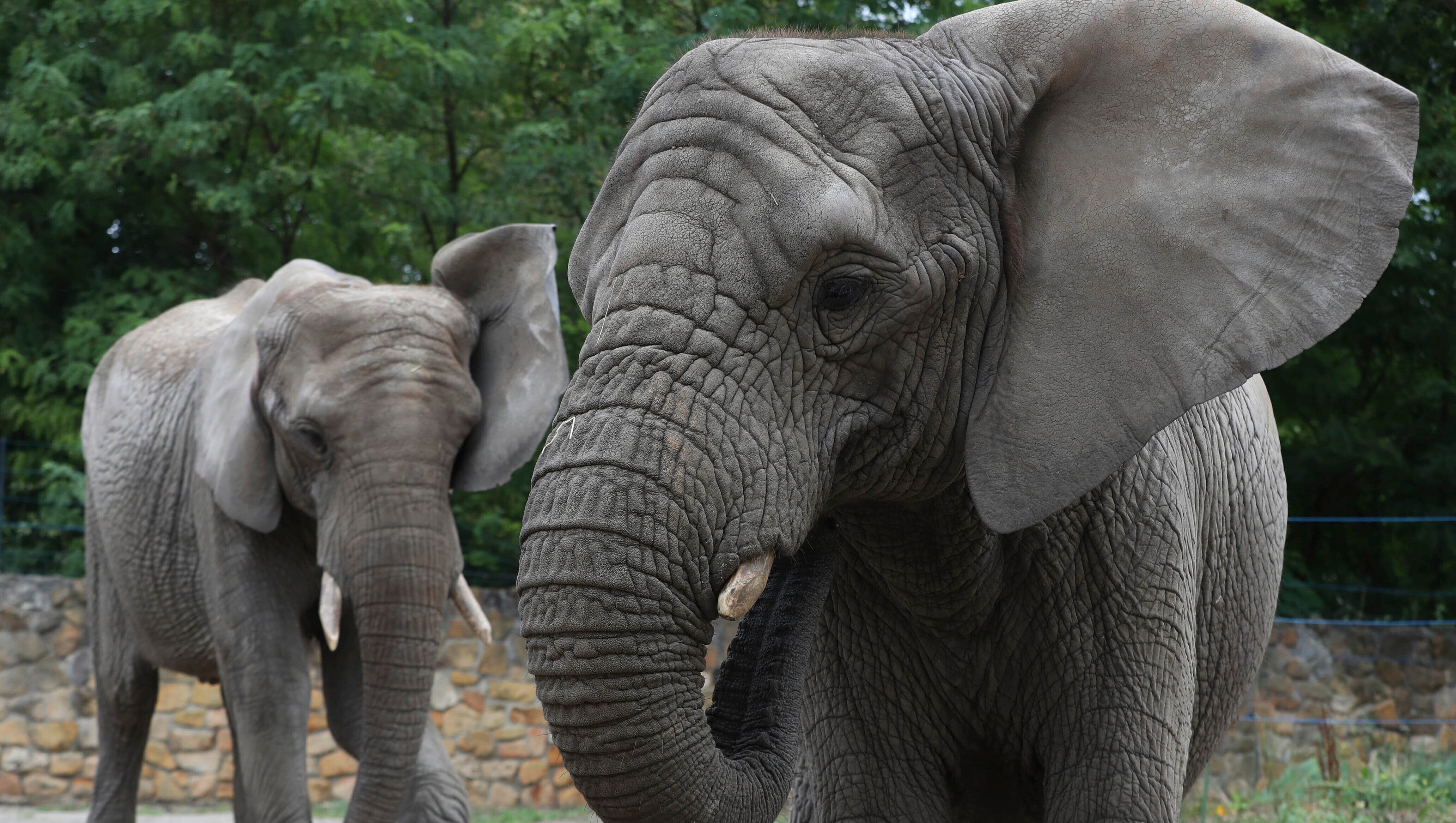 Die beiden Elefantendamen Fredzia (rechts) und Buba stehen in ihrem Gehege