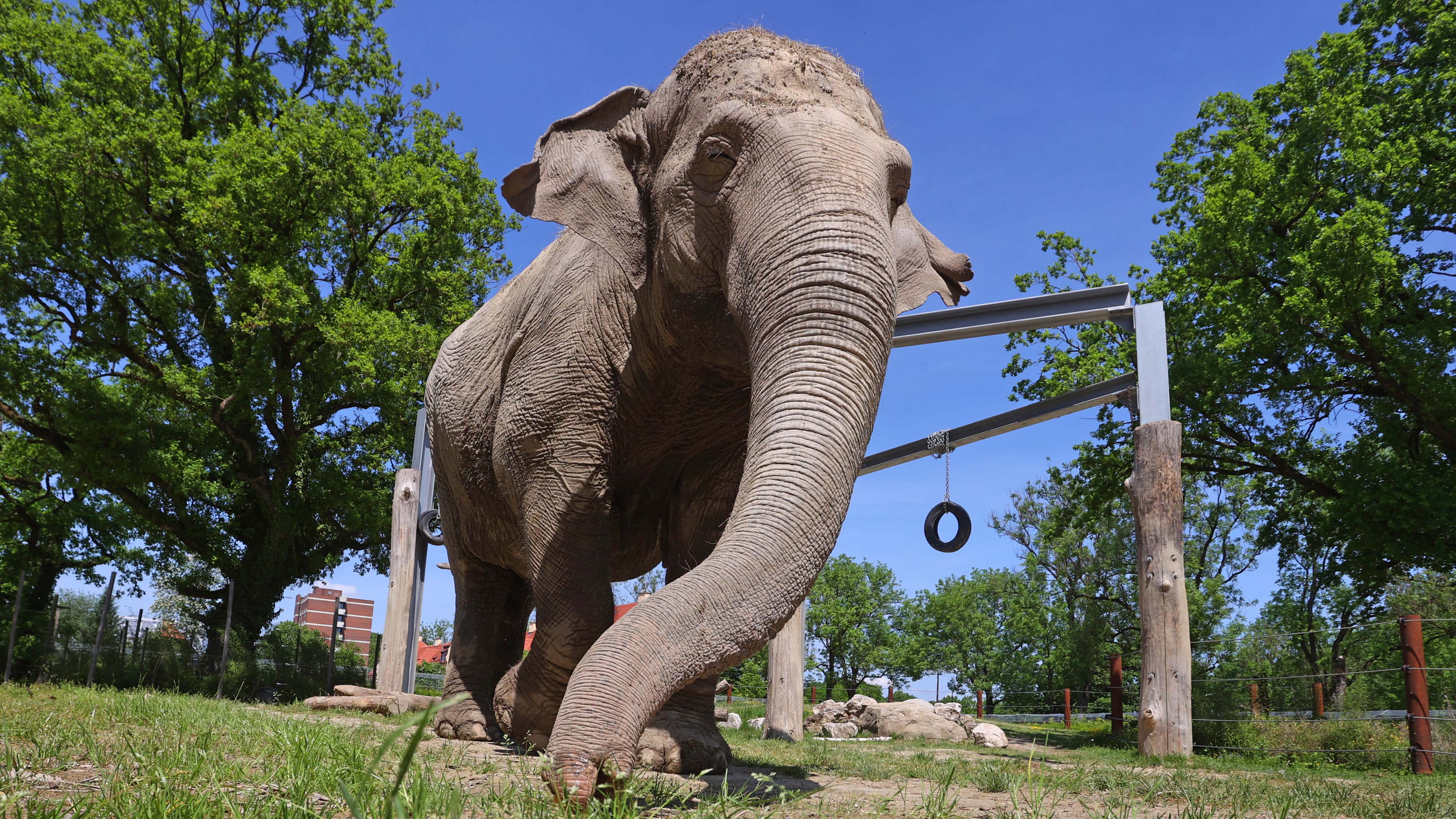 18.05.2022, Bayern, Augsburg: Die 67-j&permil;hrige asiatische Elefantenkuh Targa, greift im Freigel&permil;nde des Elefantenhauses im Augsburger Zoo, mit ihrem R&cedil;ssel nach einem St&cedil;ck Brot. Foto: Karl-Josef Hildenbrand/dpa +++ dpa-Bildfunk +++