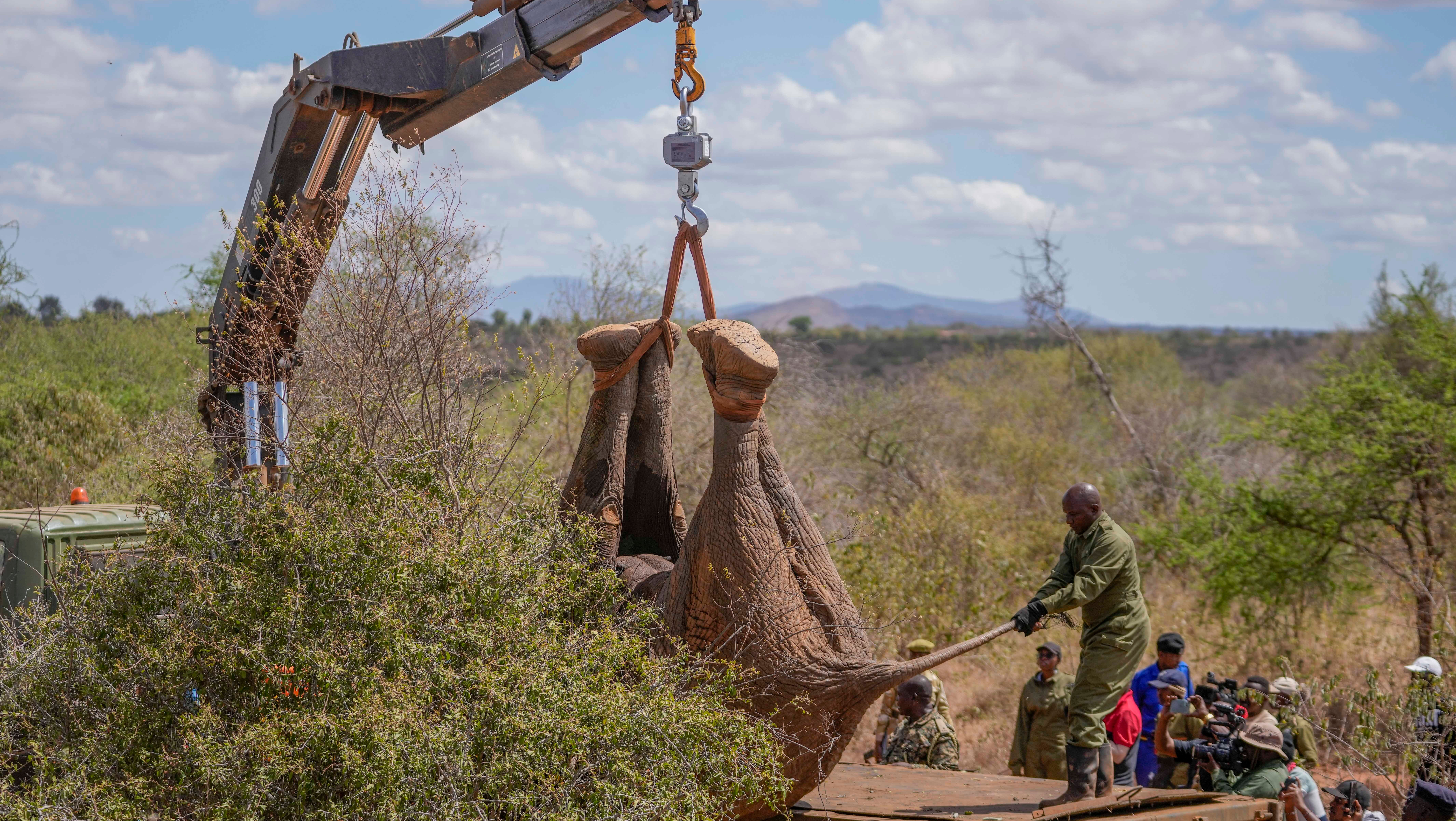 14. Oktober 2024: Ranger des Kenya Wildlife Service und ein Fangteam verladen im Mwea-Nationalpark &ouml;stlich der Hauptstadt Nairobi in Kenia einen Elefanten in einen Lastwagen. (AP Photo/Brian Inganga)
