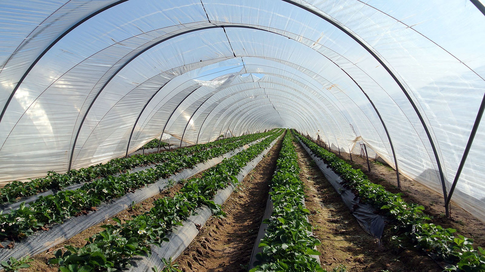 Bei gen&uuml;gend Sonnenschein herrschen im Folientunnel schon im April im Folientunnel fr&uuml;hsommerliche Temperaturen im April