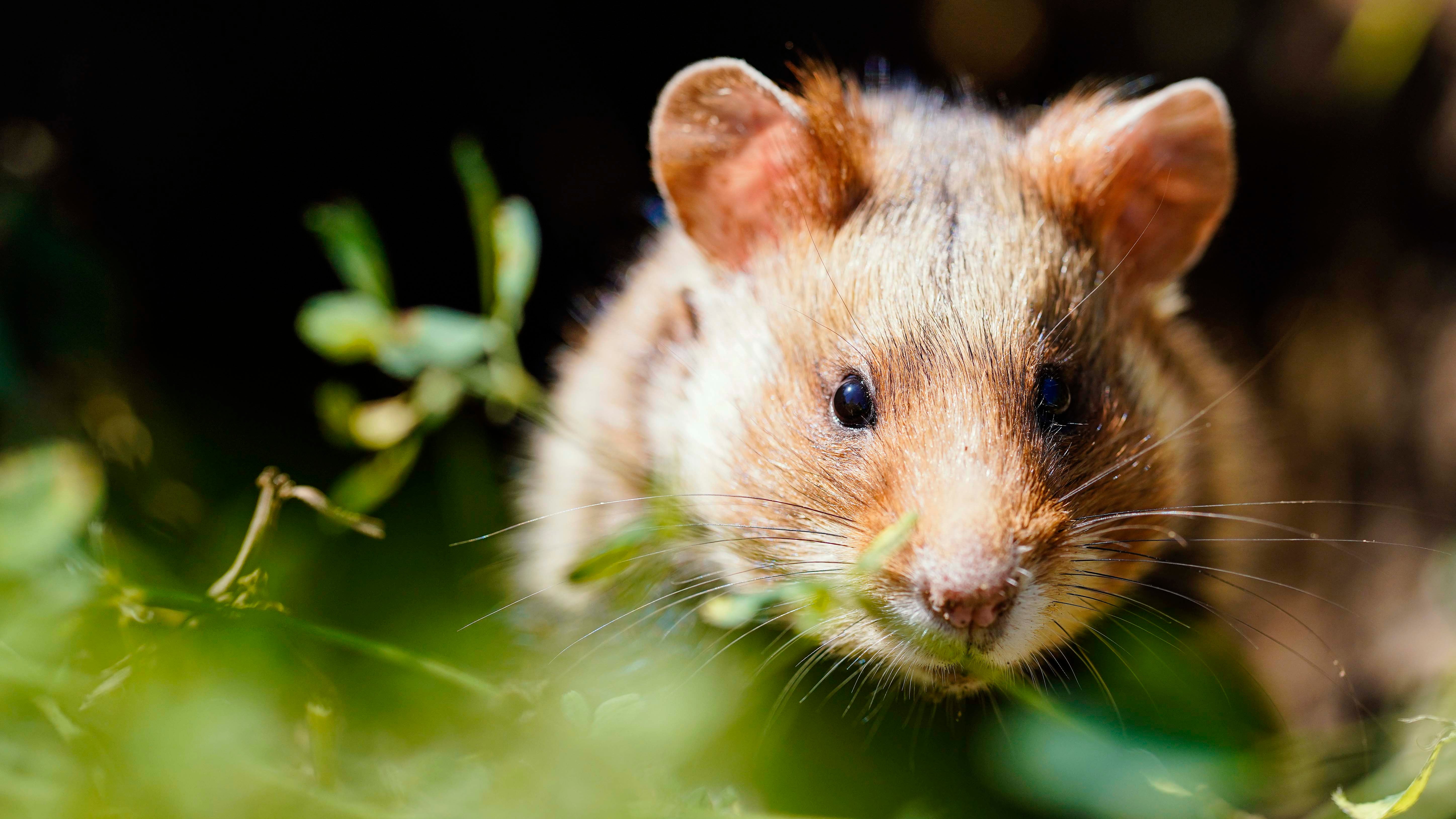 ACHTUNG: SPERRFRIST 9. JULI 14:00 UHR.  - ARCHIV - 23.06.2020, Baden-W&cedil;rttemberg, Mannheim: Ein Feldhamster schaut nach seiner Auswilderung auf einer Ackerfl&permil;che bei Mannheim aus einem Erdbau. Der vom Elsass bis nach Sibirien einst millionenfach verbreitete Feldhamster ist jetzt offiziell in seinem gesamten Verbreitungsgebiet vom Aussterben bedroht. (zu dpa &acute;Feldhamster jetzt &cedil;berall vom Aussterben bedroht&ordf;) Foto: Uwe Anspach/dpa +++ dpa-Bildfunk +++