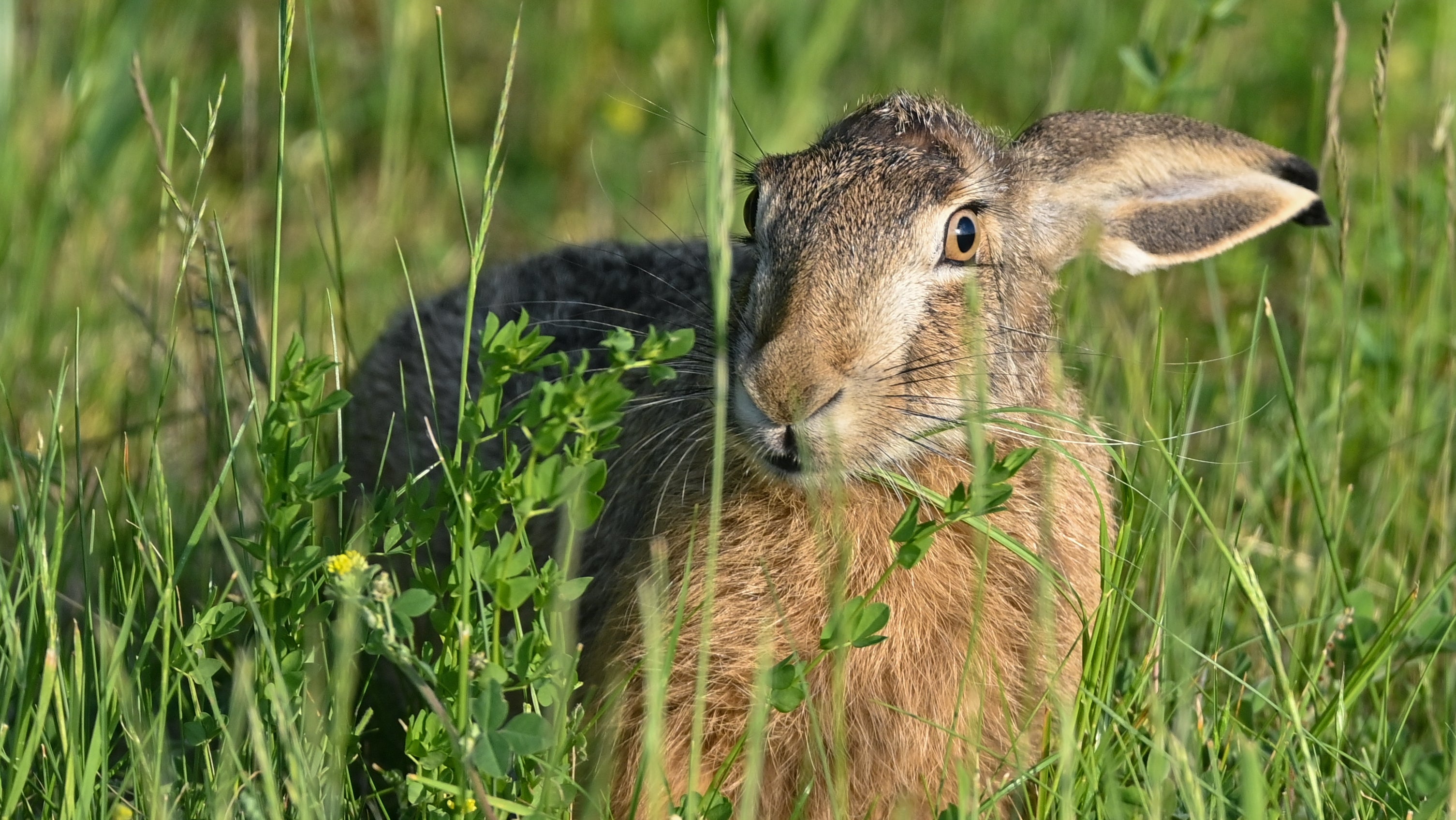 ARCHIV - 22.05.2022, Brandenburg, Mallnow: Ein Feldhase sitzt in der Abendsonne auf einer Wiese. Wer an Ostern einen echten Feldhasen sehen will, k&ouml;nnte damit in Berlin mehr Gl&uuml;ck haben als in Brandenburg. (zu dpa: &laquo;Berliner Feldhasen f&uuml;hlen sich im Osten besonders wohl&raquo;) Foto: Patrick Pleul/dpa +++ dpa-Bildfunk +++
